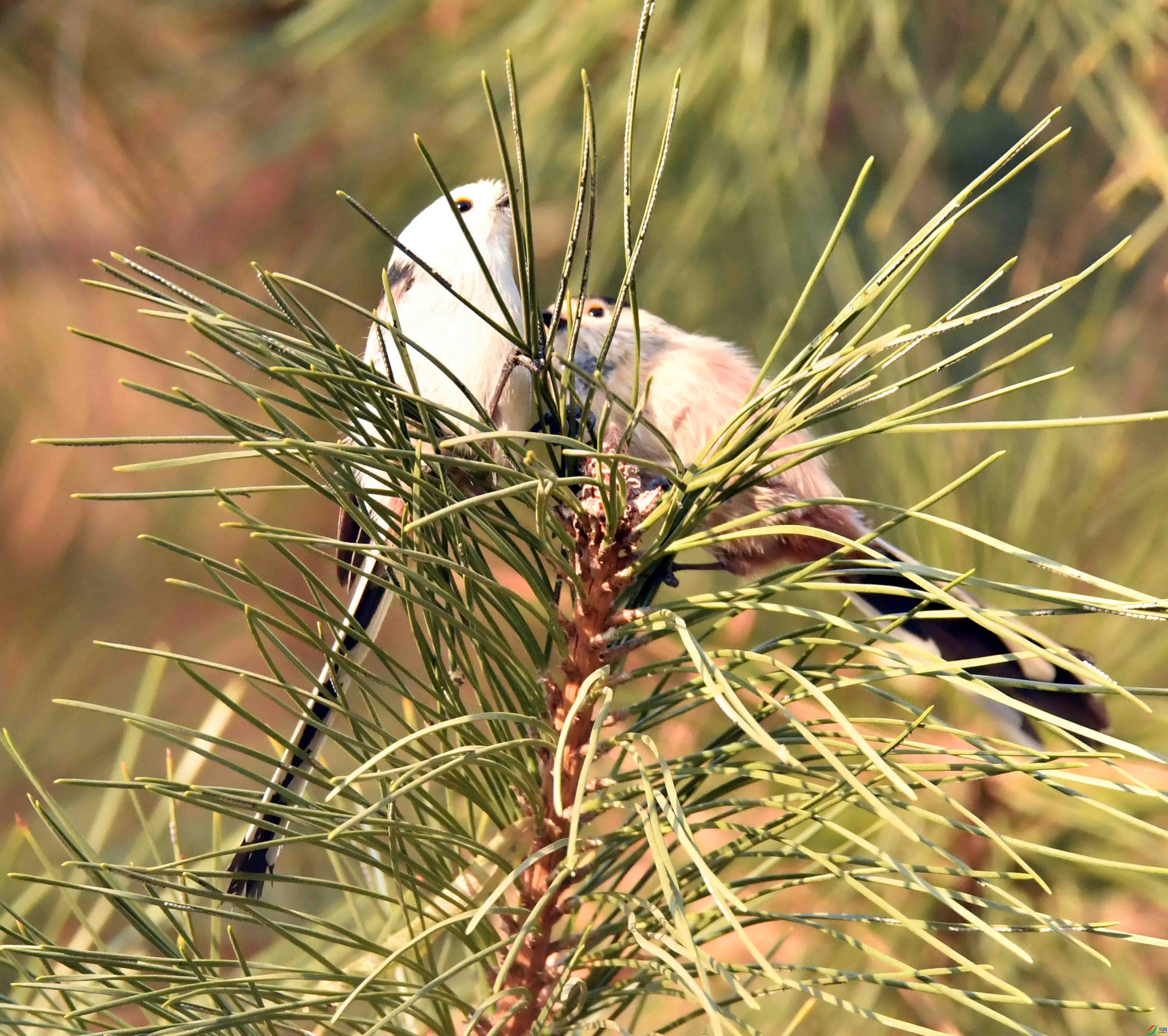 DSC_9372.JPG