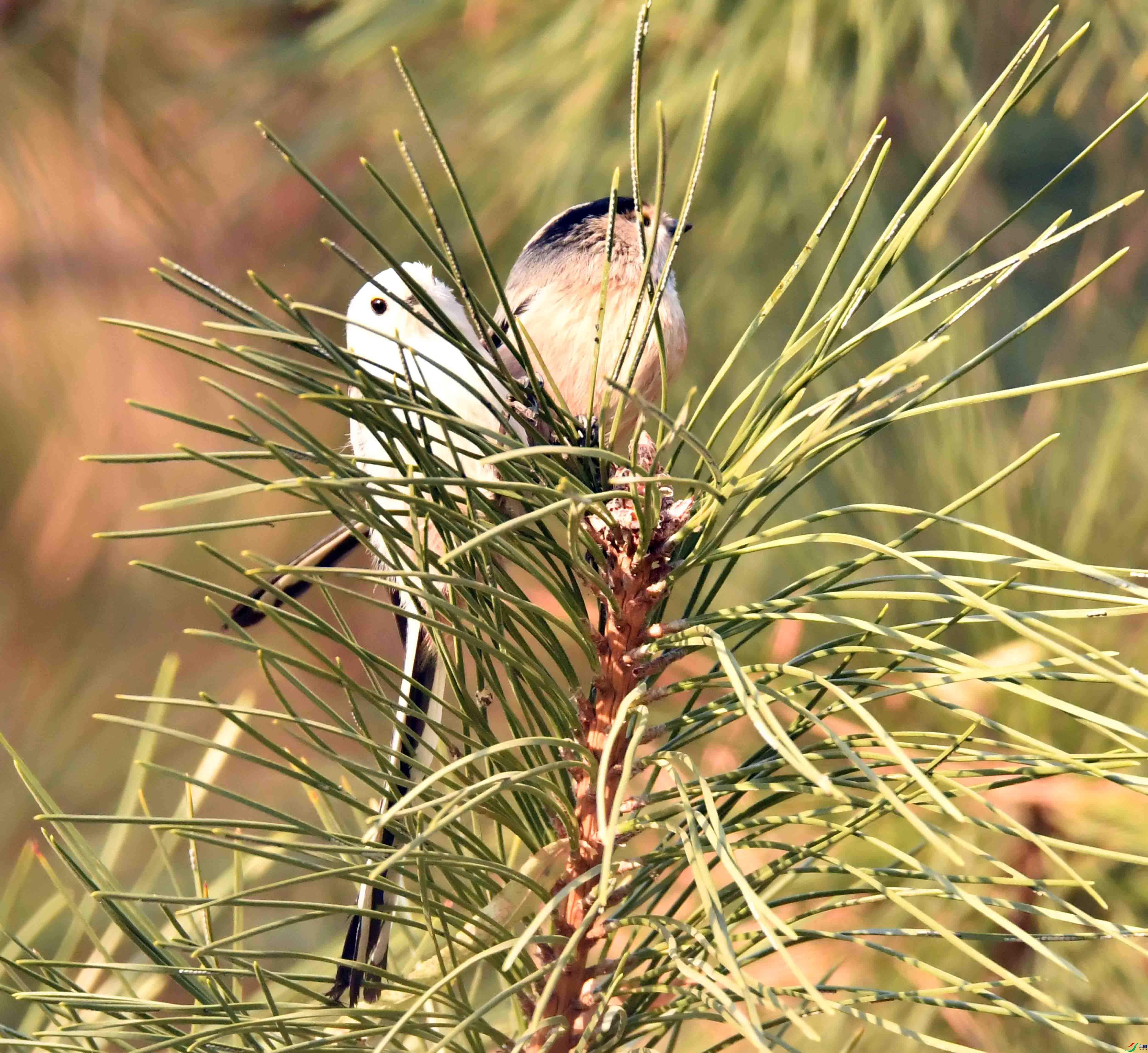 DSC_9392.JPG