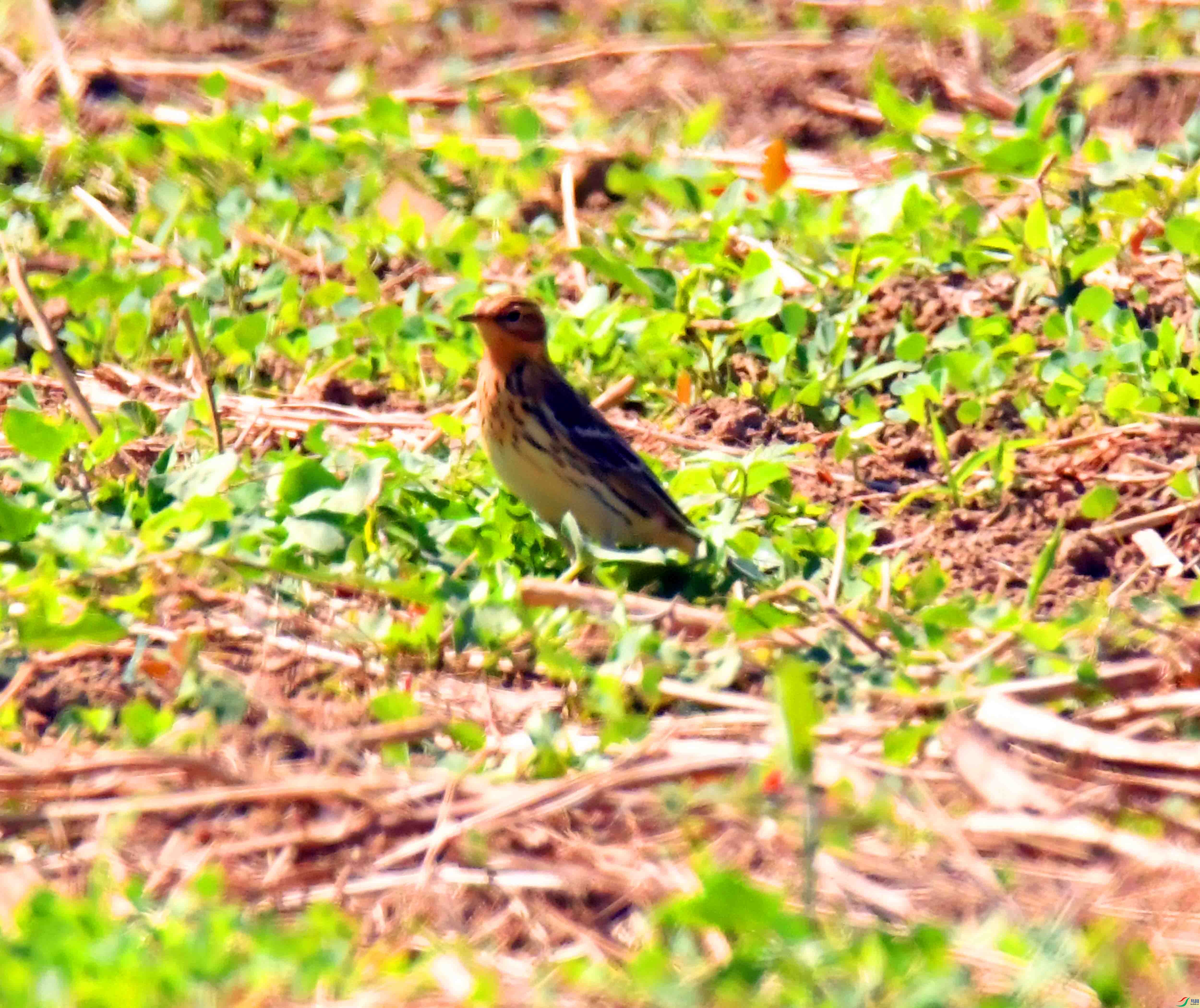DSC_9679.JPG