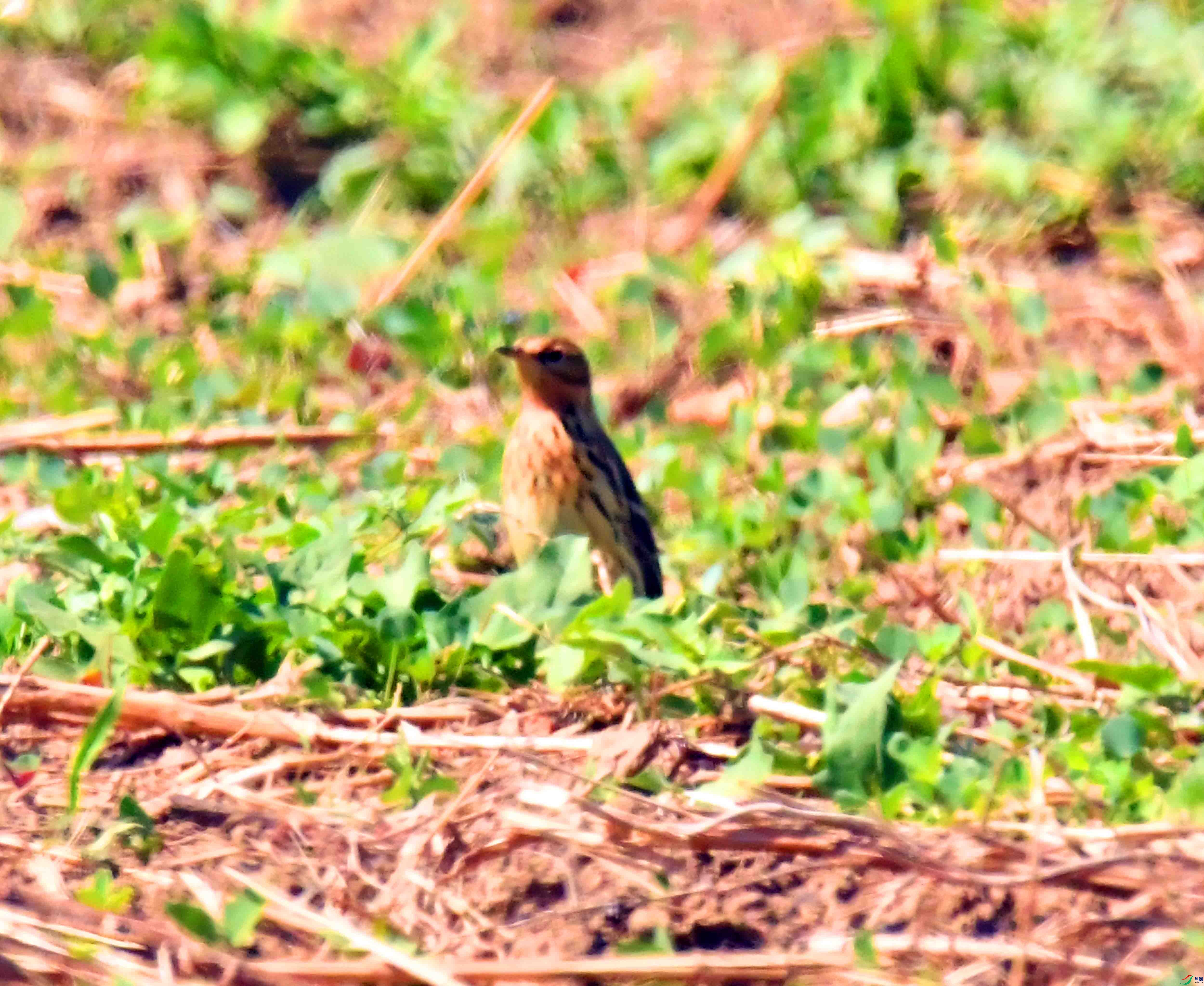 DSC_9681.JPG
