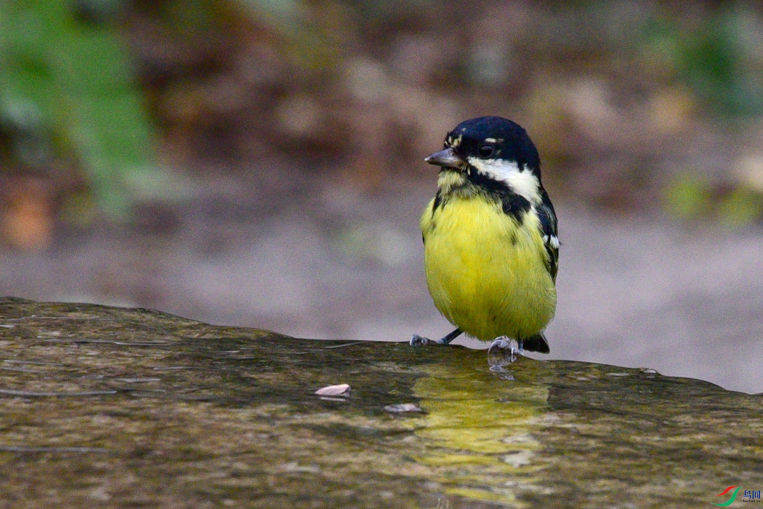DSC_6186.JPG