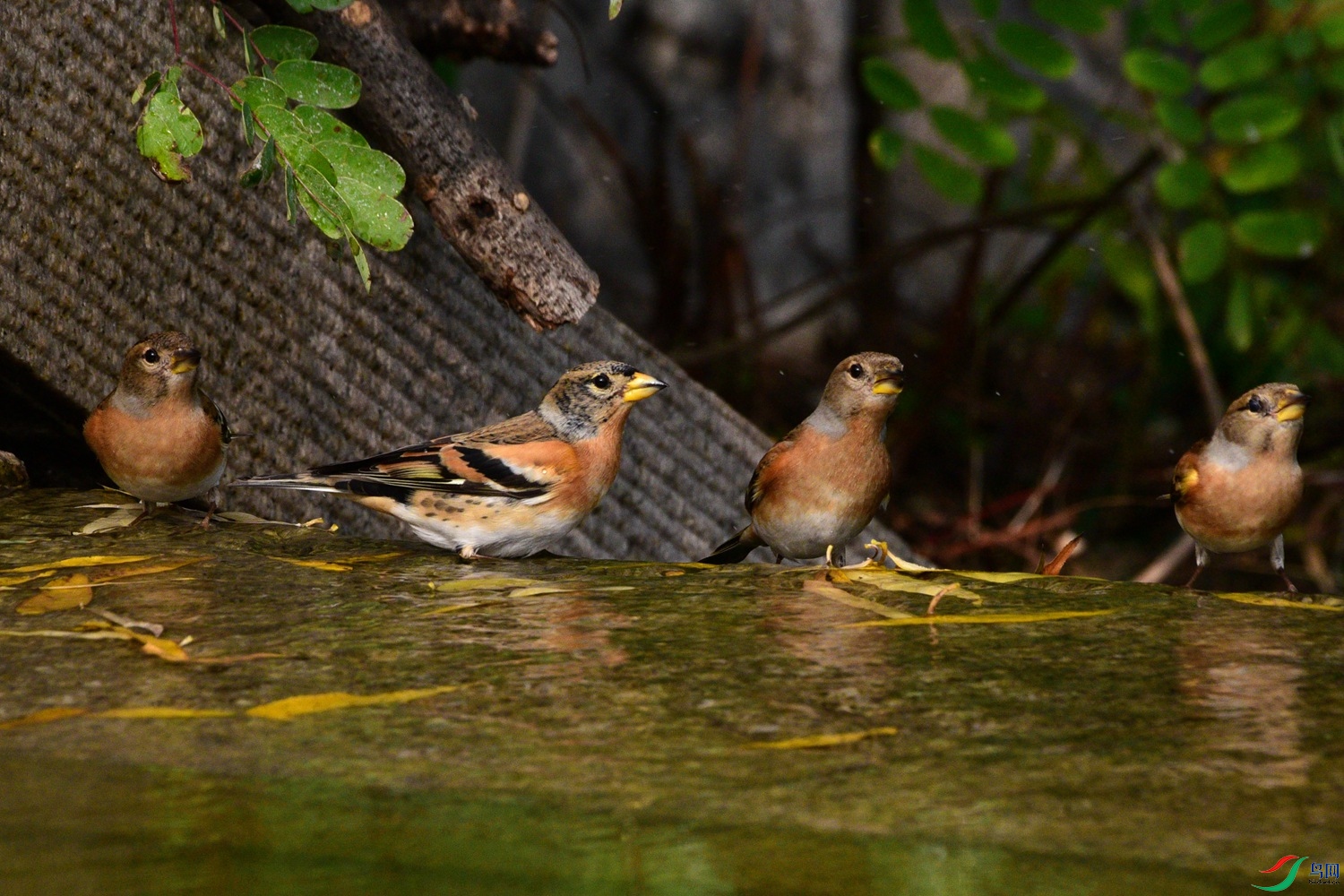 DSC_6419.JPG