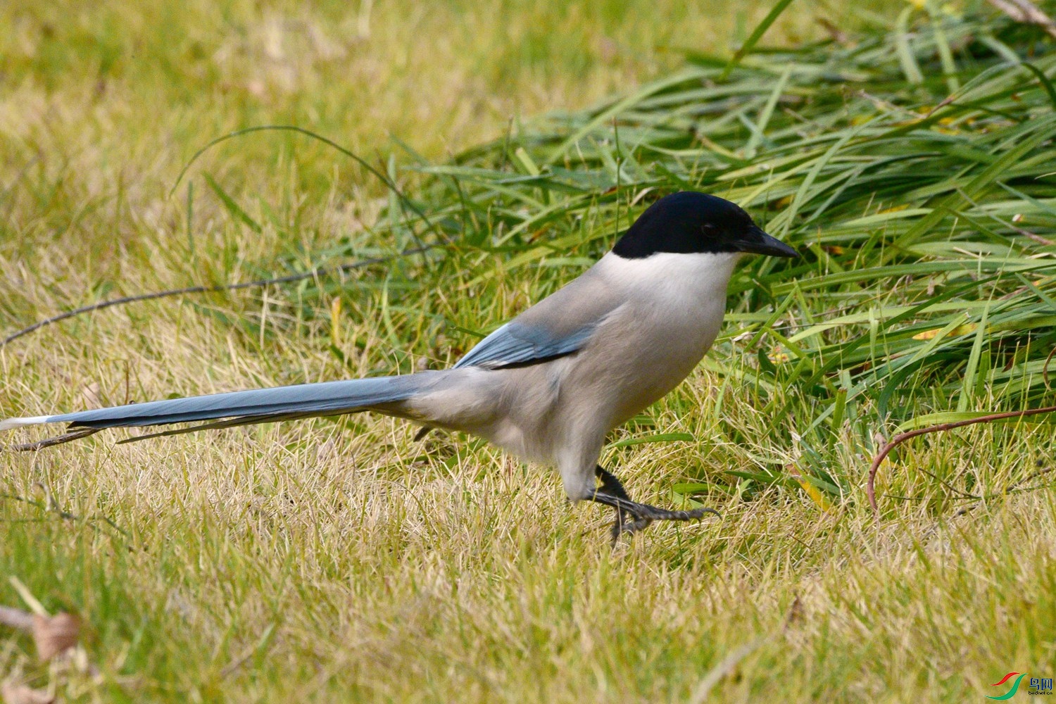 DSC_6678.JPG