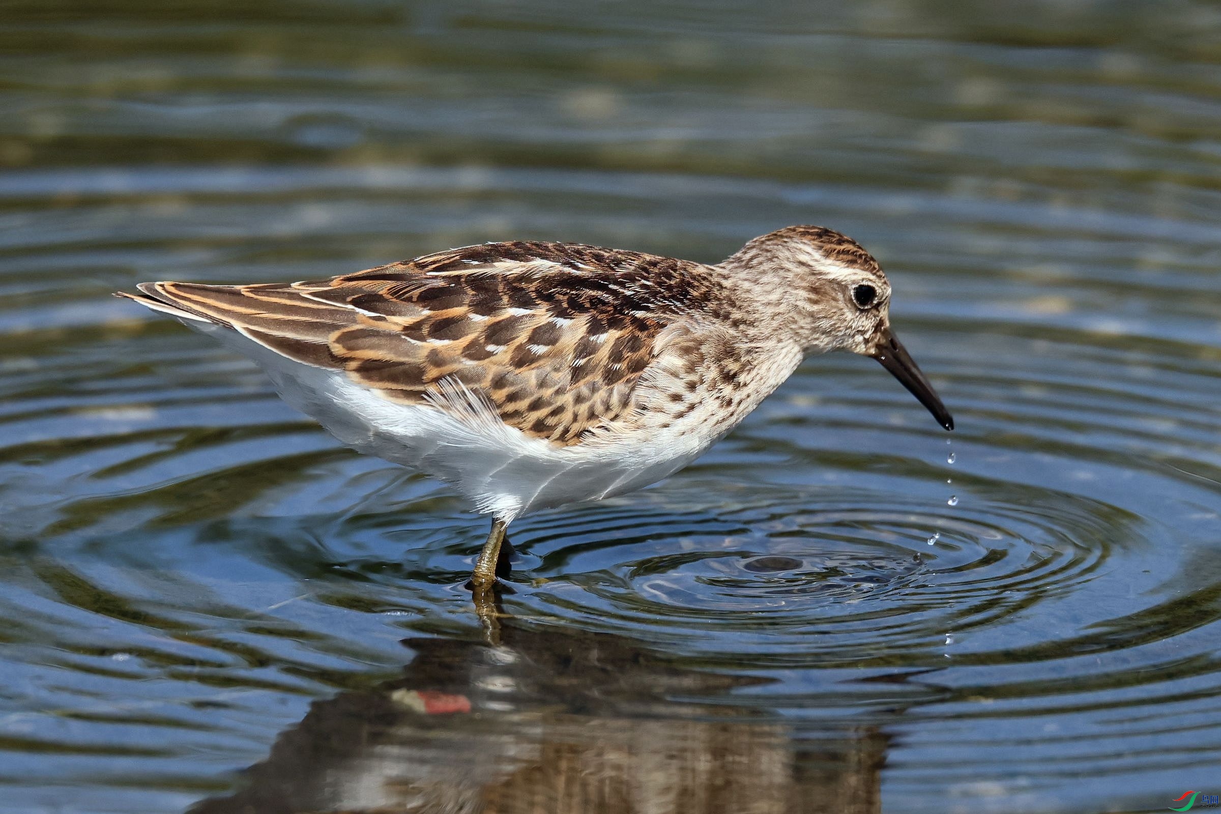 ����С���� 02.jpg