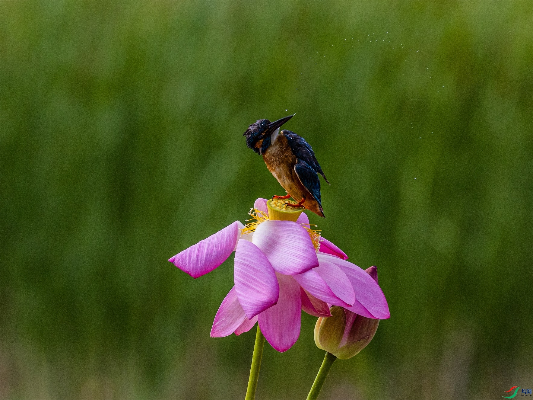 1K3A3252 ����1.jpg