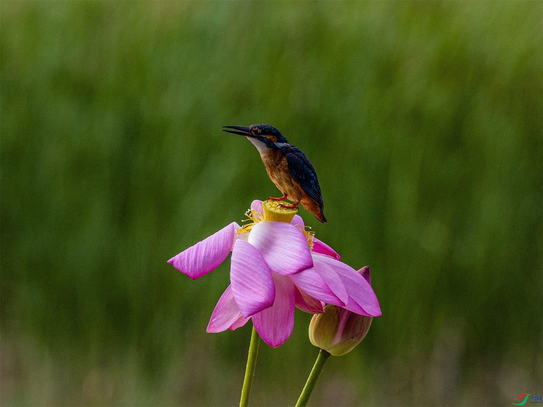 1K3A3249 ����1.jpg