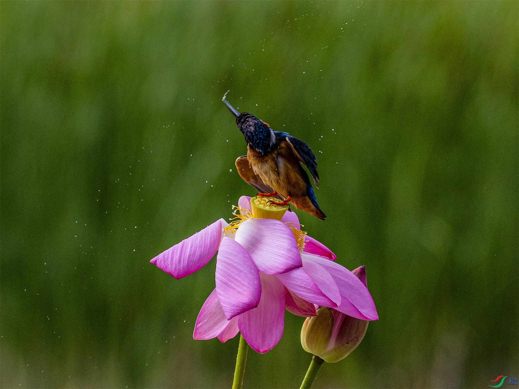 1K3A3253 ����1.jpg