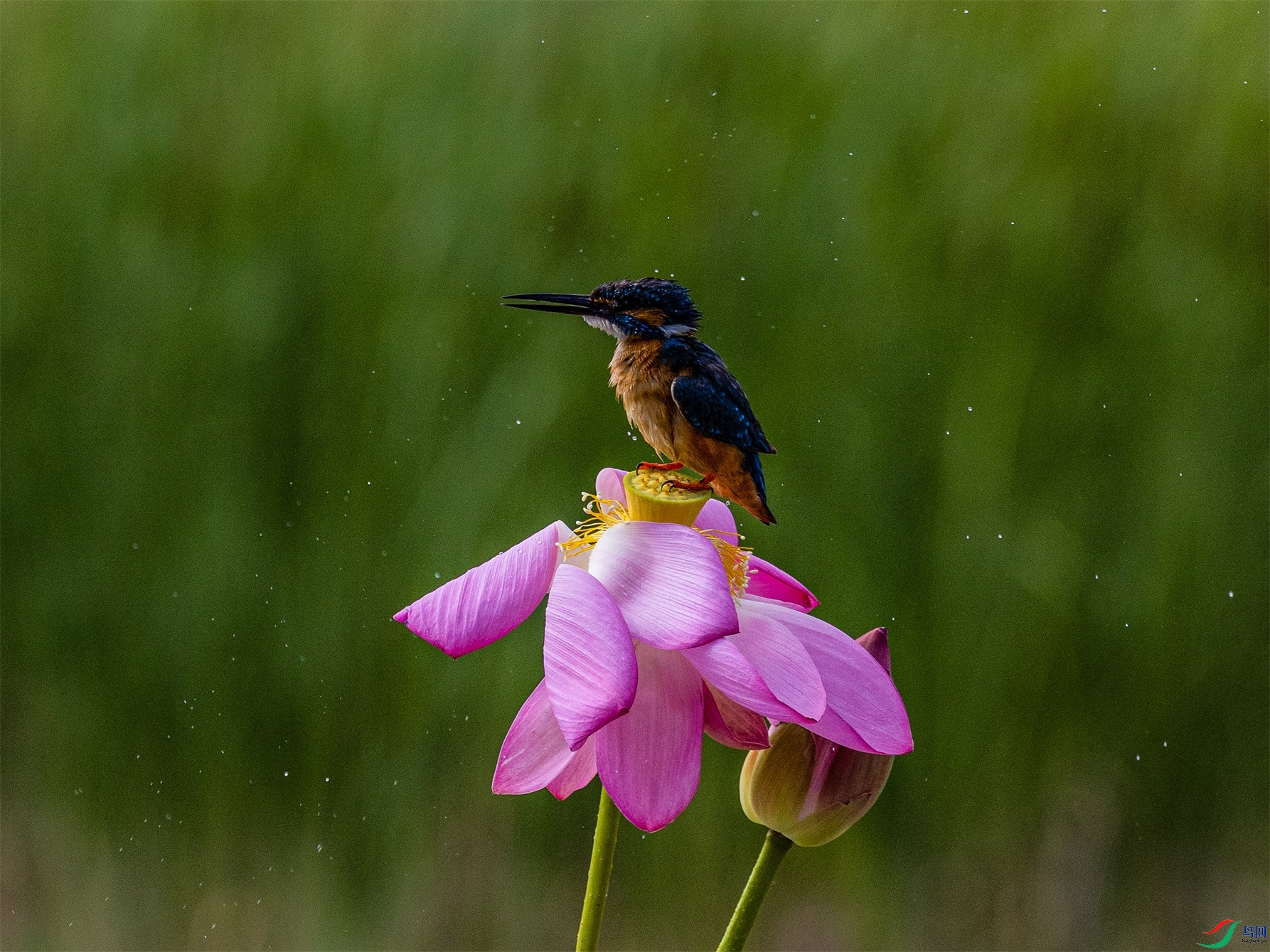 1K3A3255 ����1.jpg