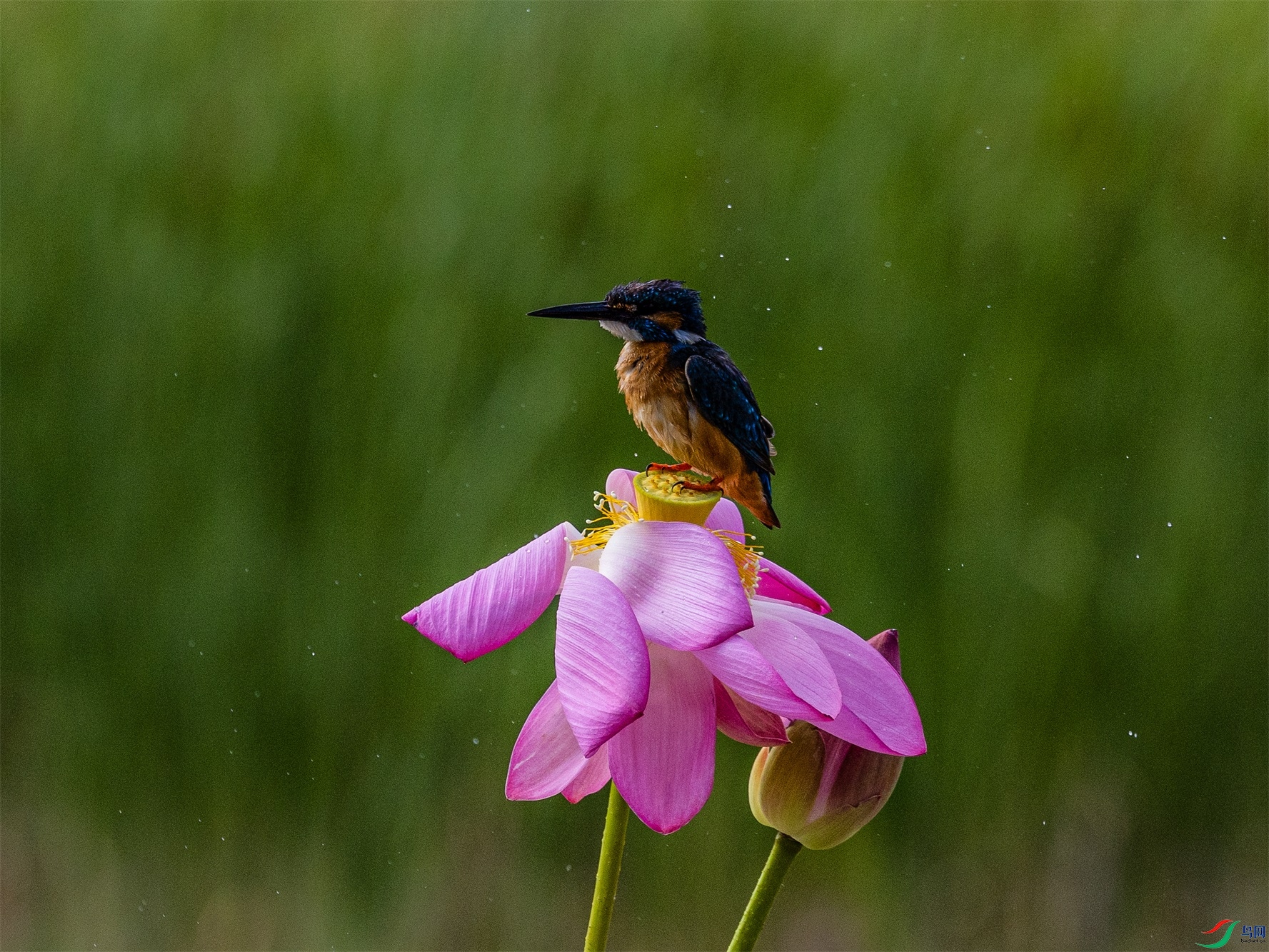 1K3A3256 ����1.jpg