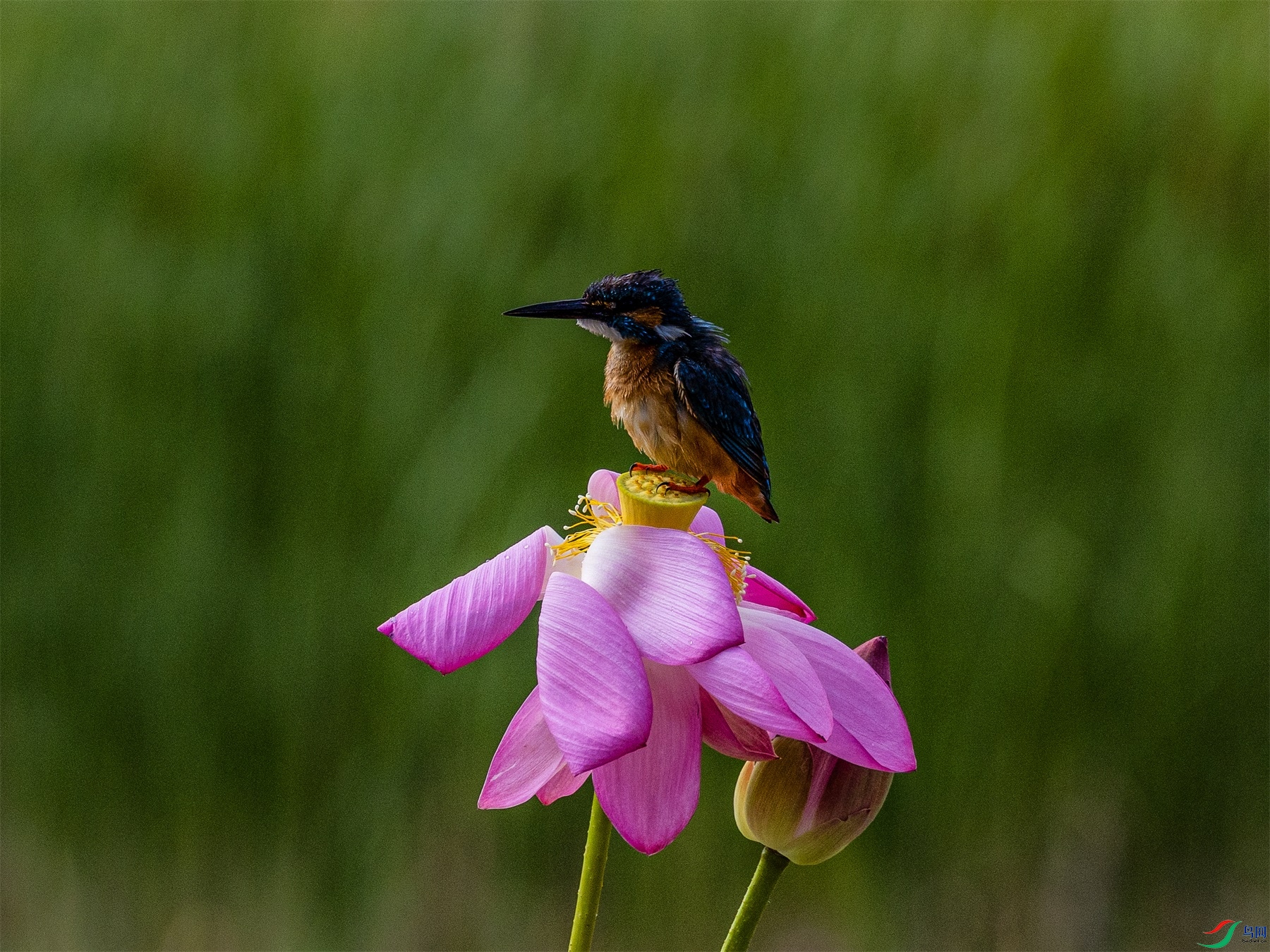 1K3A3280 ����1.jpg