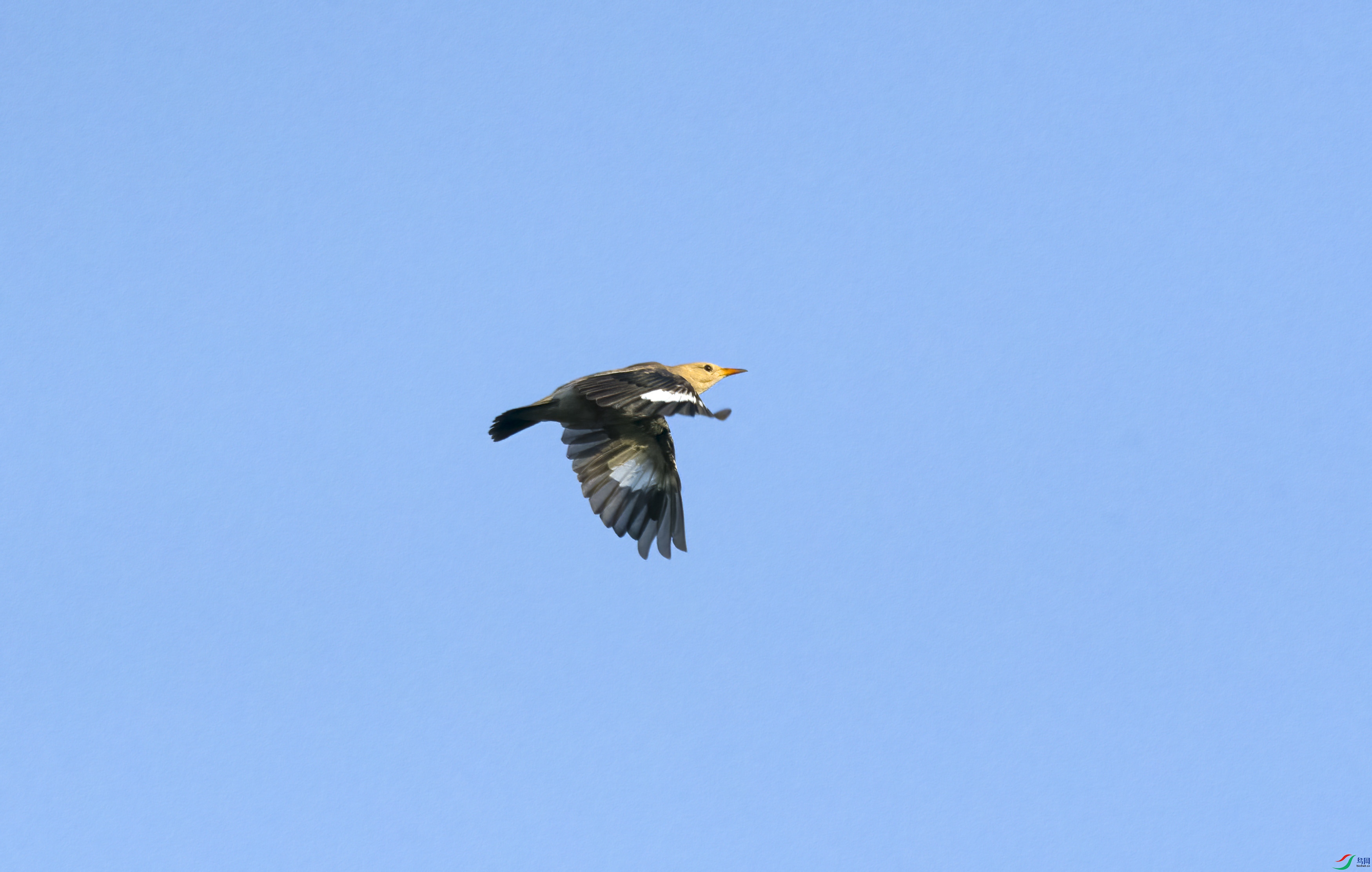 DSC_5101.jpg