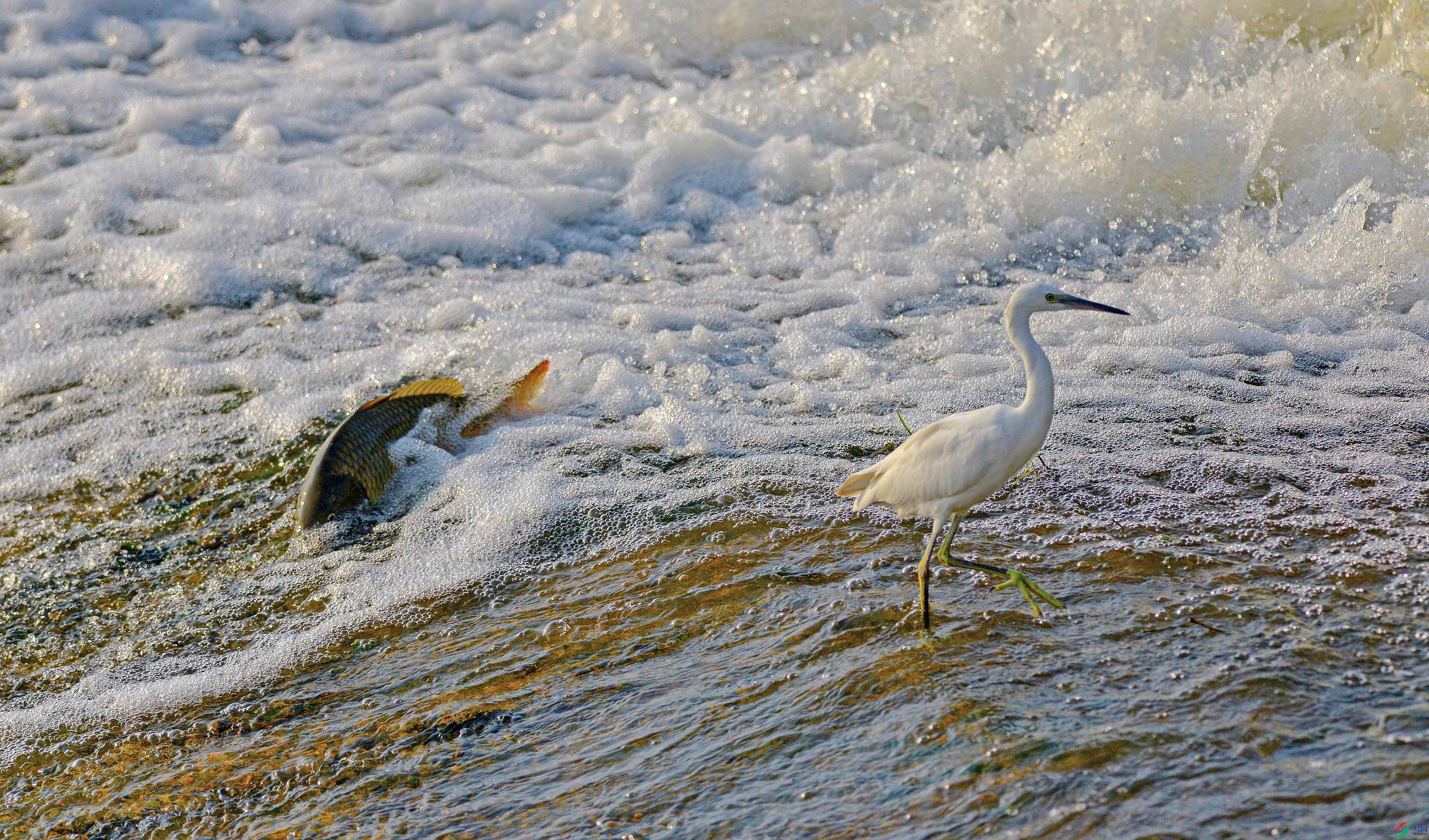 DSC_00012.jpg