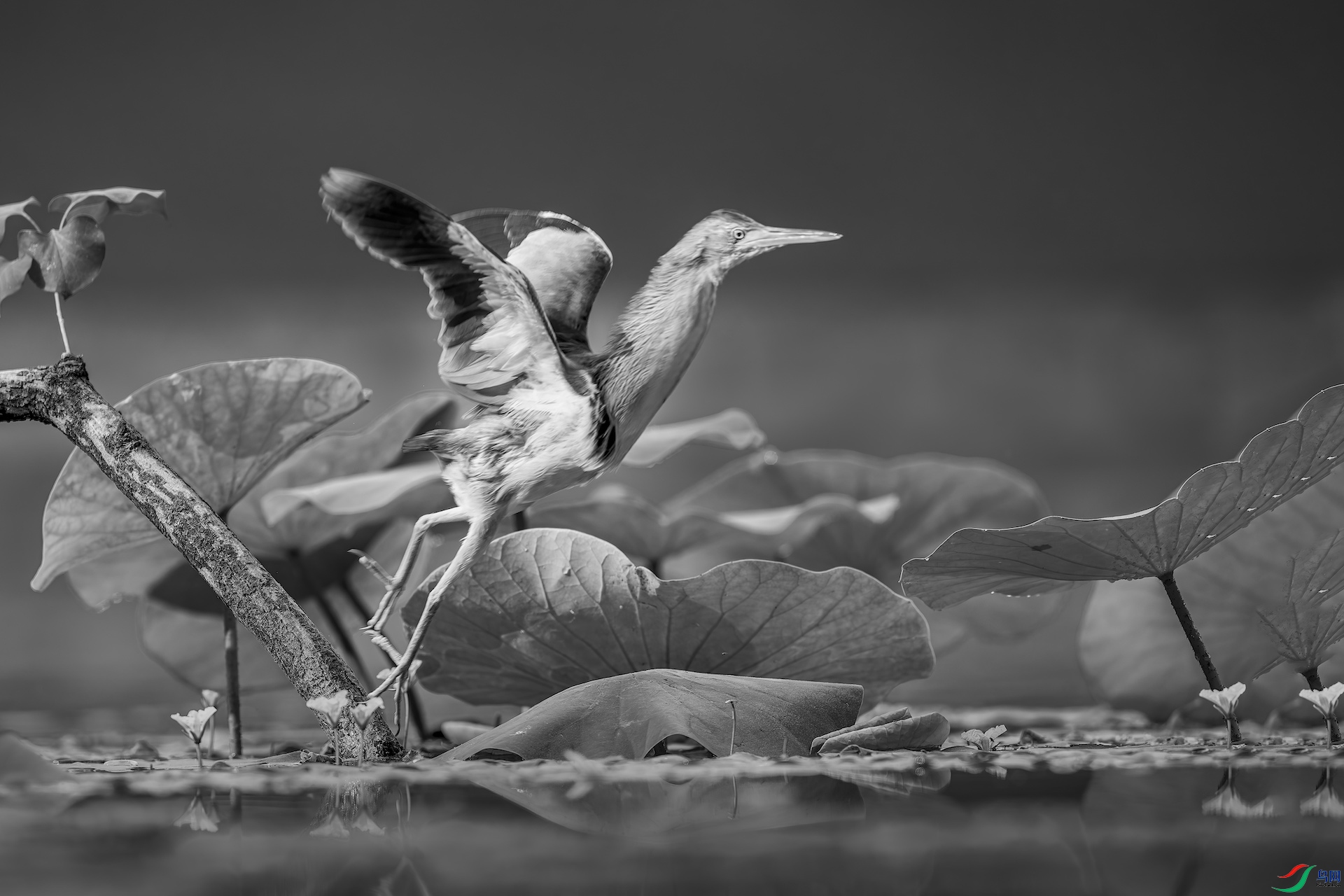 21_DSC1813-����ǿ-NR ���� 2 2.jpeg