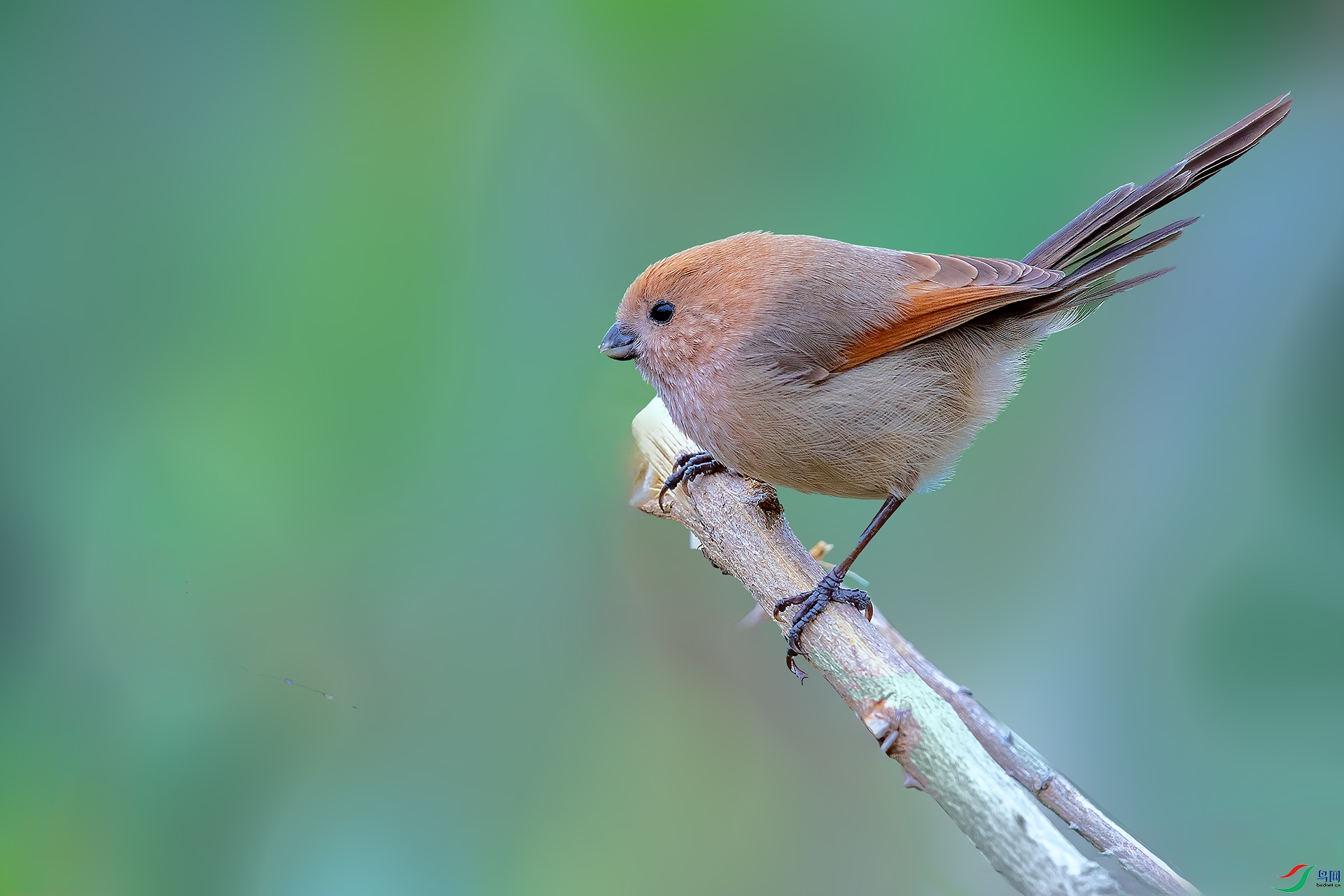 11_82A1438 -nw.jpg