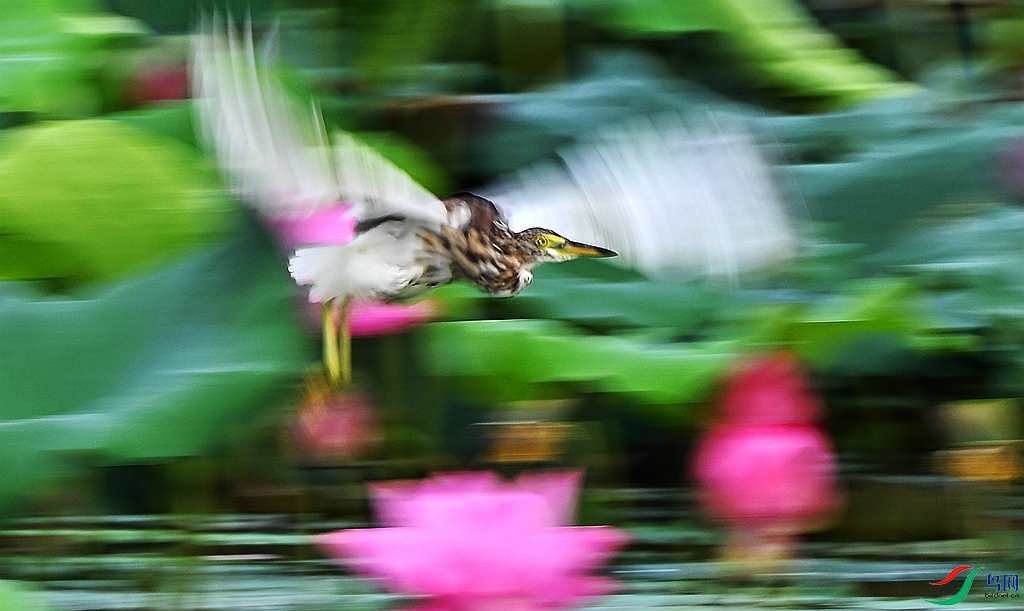 DSC_4939.JPG