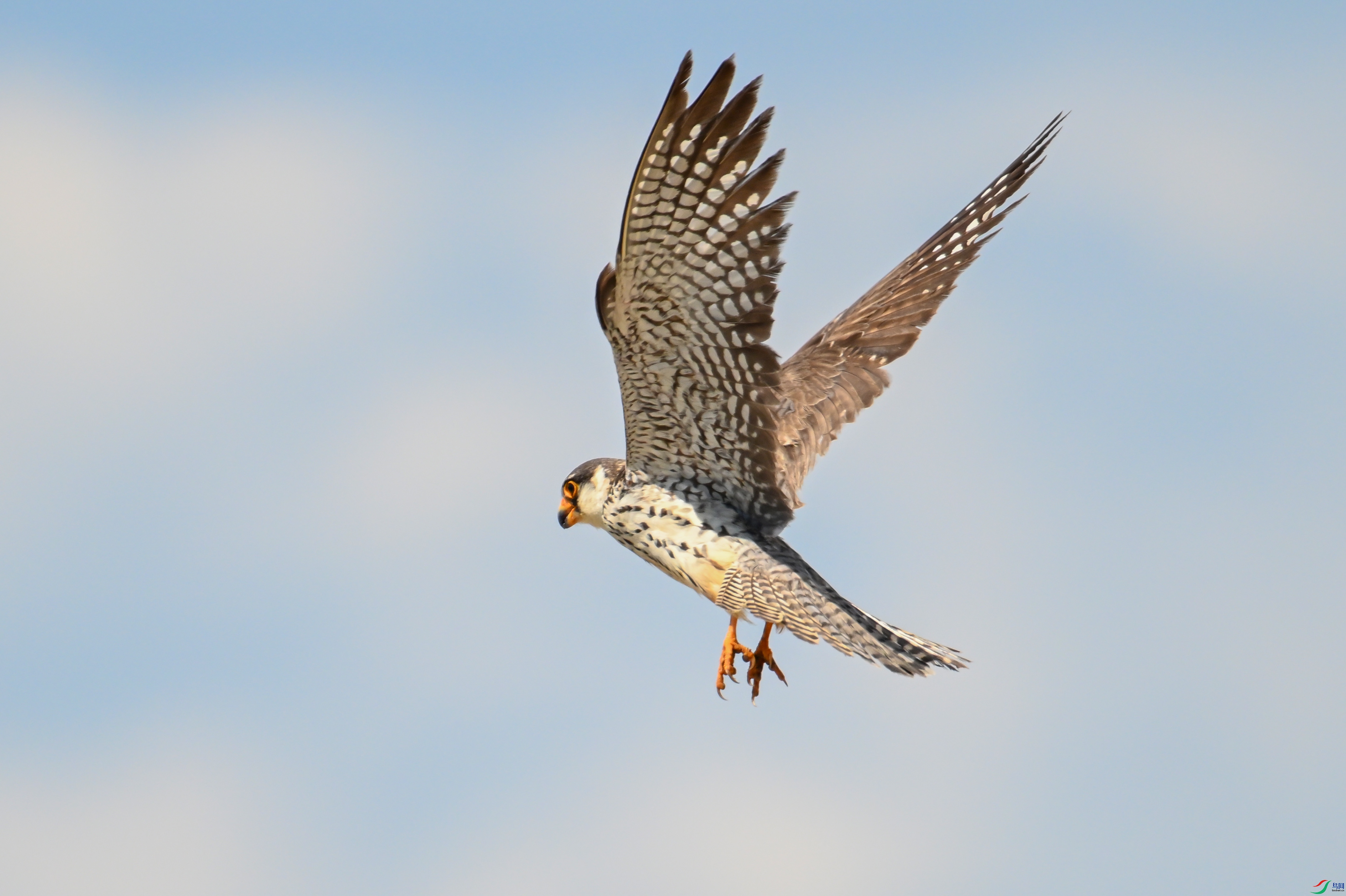 DSC_7400-.jpg