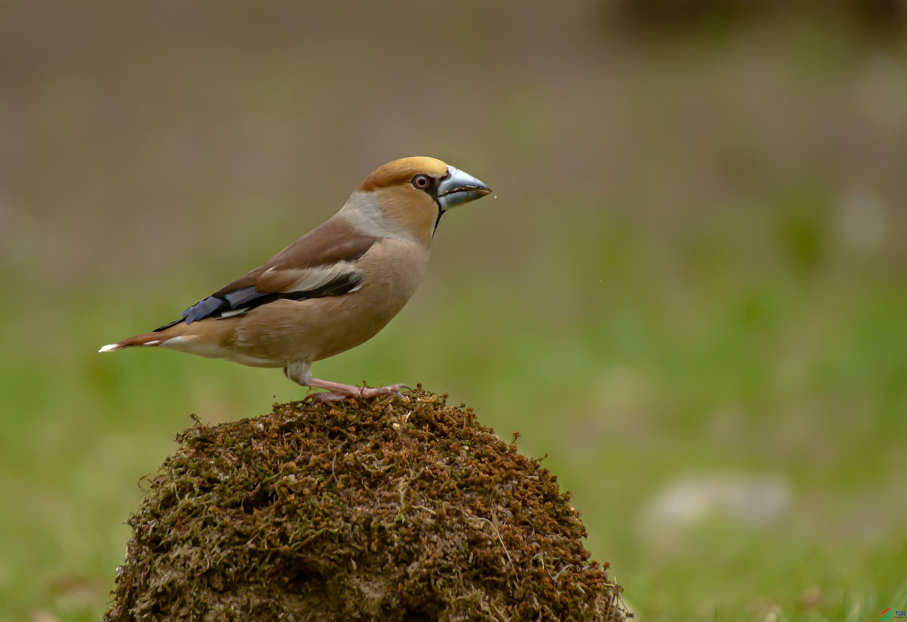 DSC_4070_--����_���ٿ�ͼ.jpg