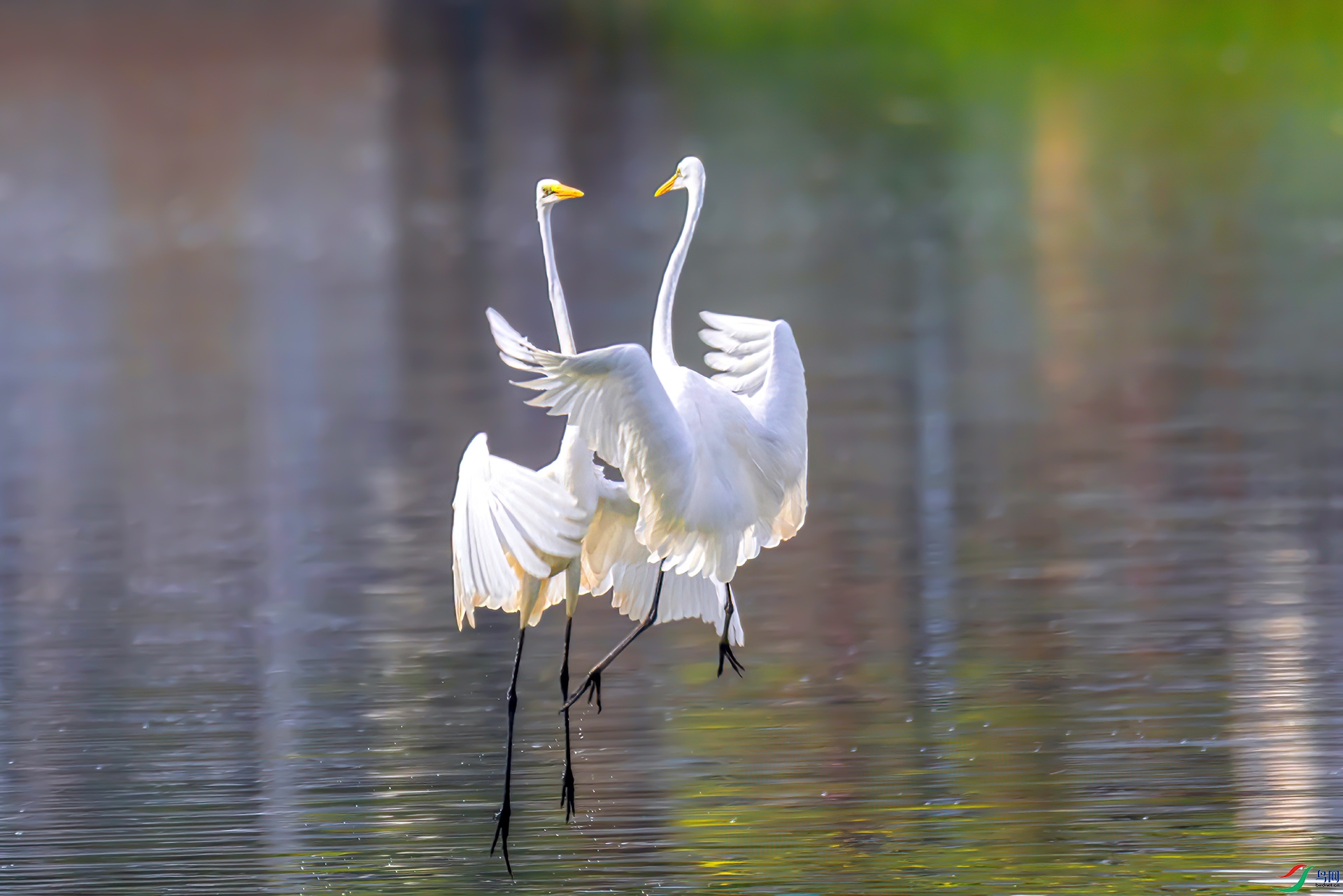 407A1202 ����-Sha-----1 .jpg