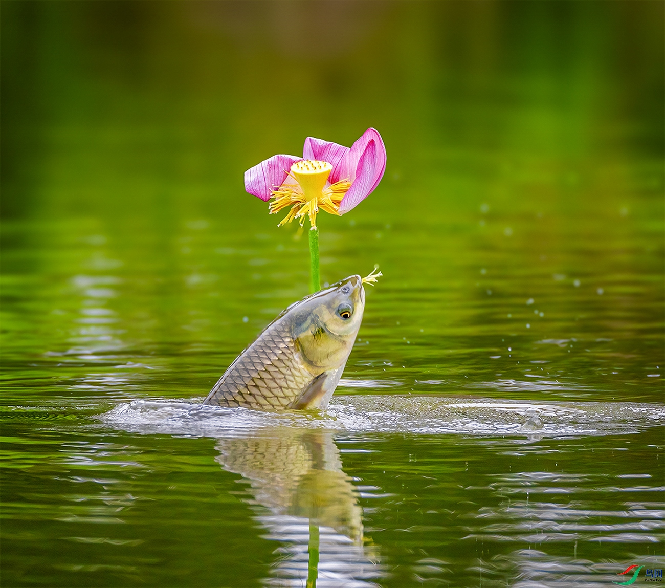 ���ʣ�