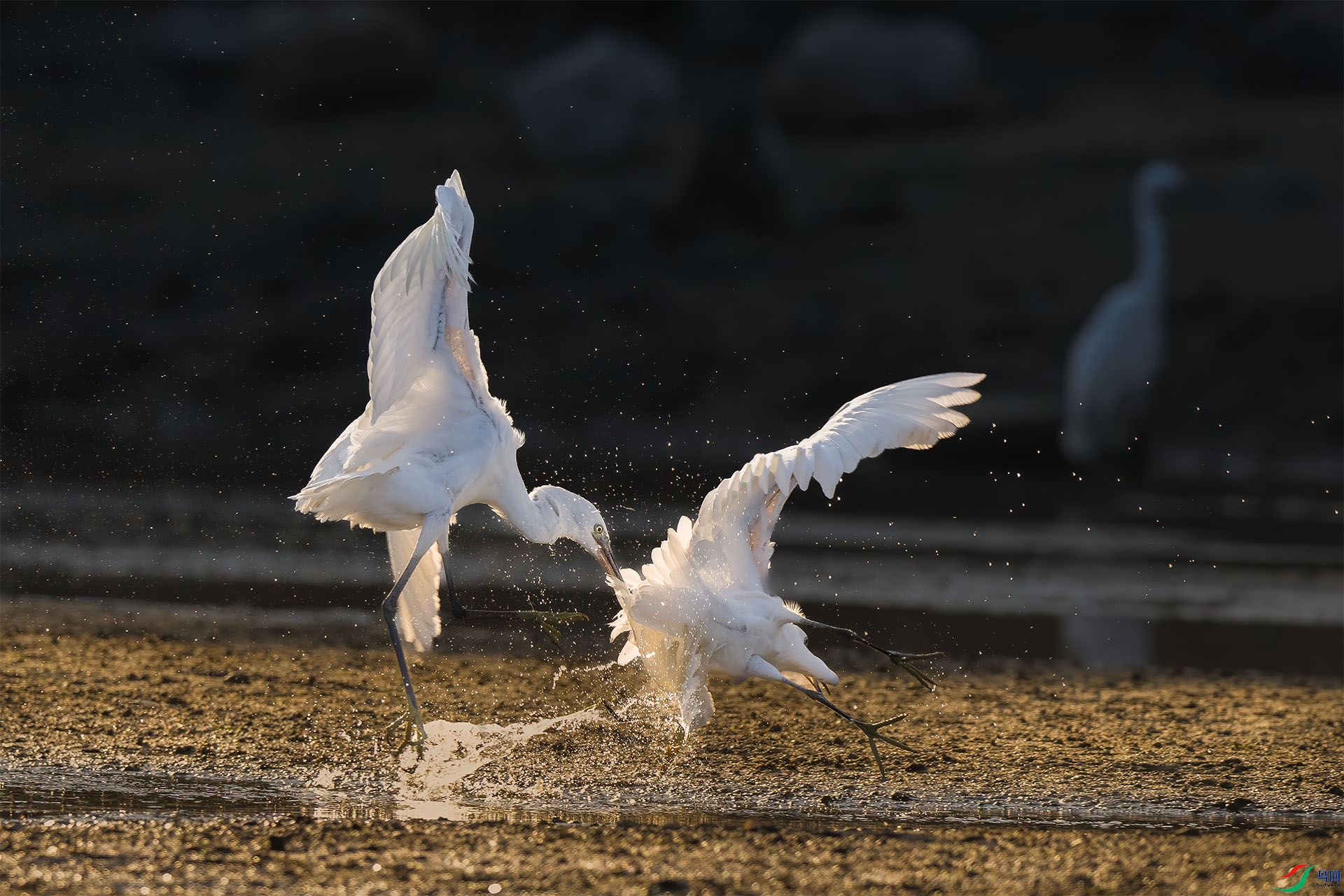 DSC_2047 ����.jpg