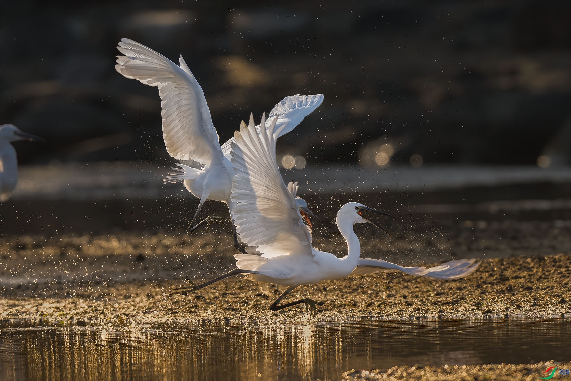 DSC_2038 ����.jpg