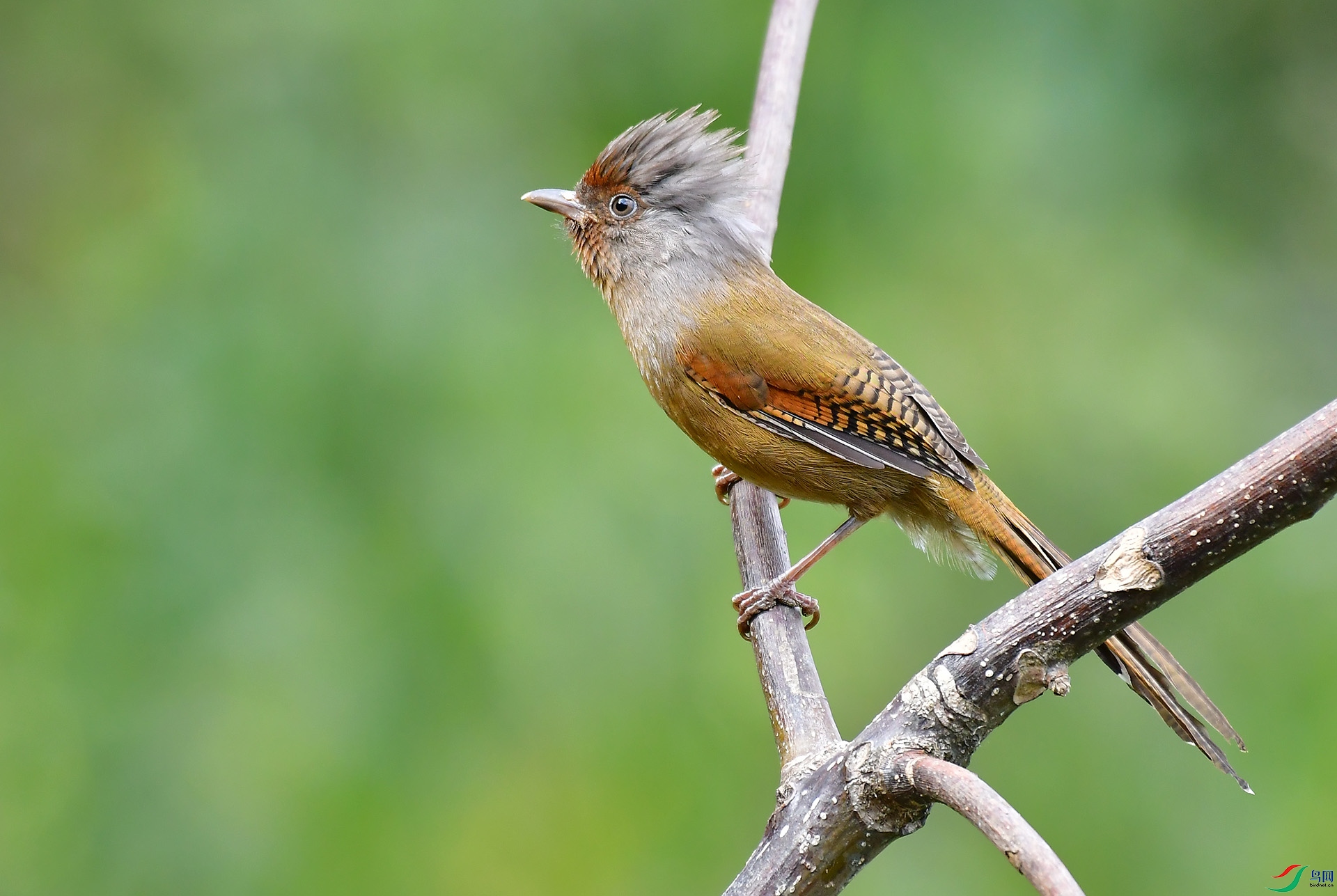 DSC_4011 -1.jpg