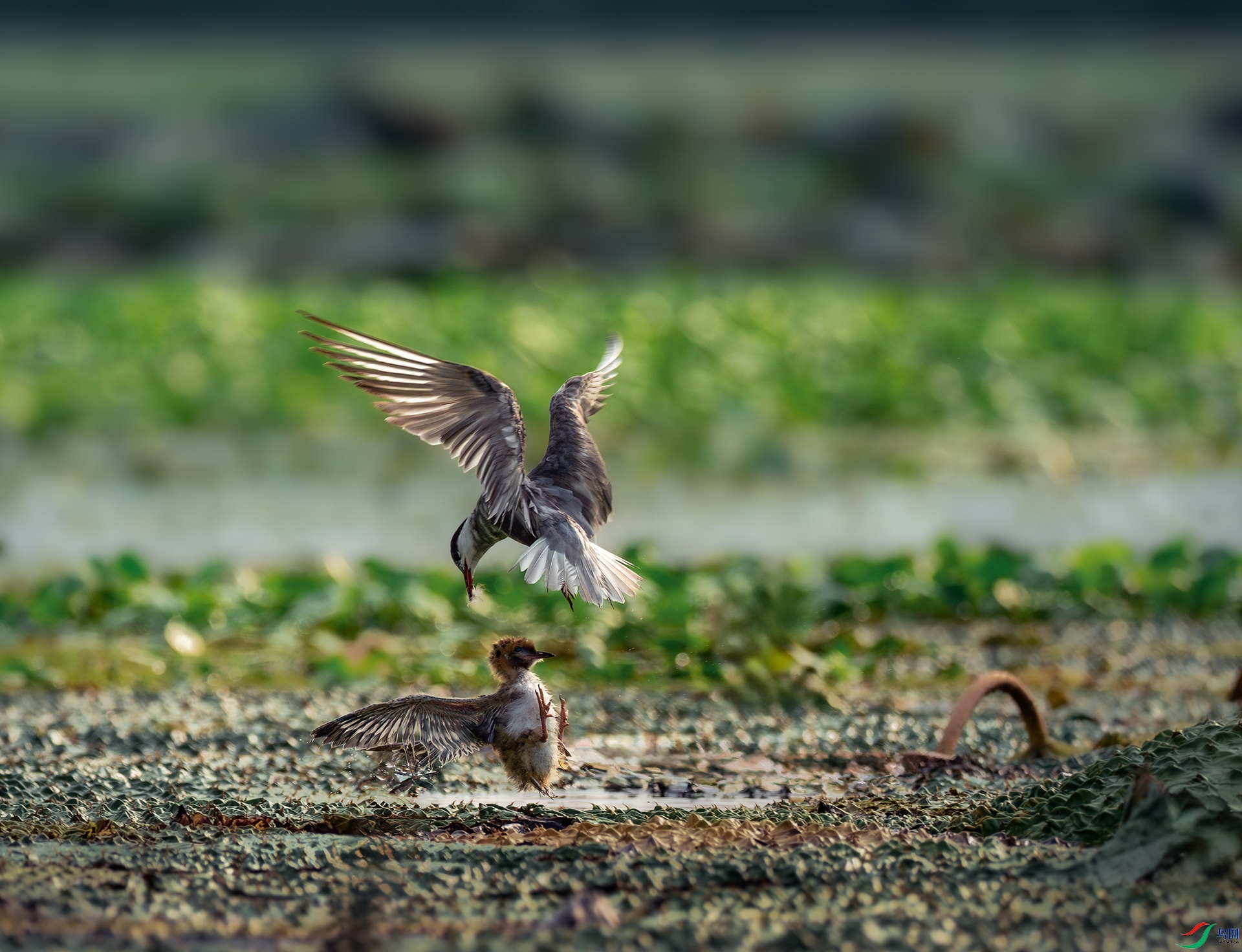 _DSC2487-����ǿ-NR ����.jpg