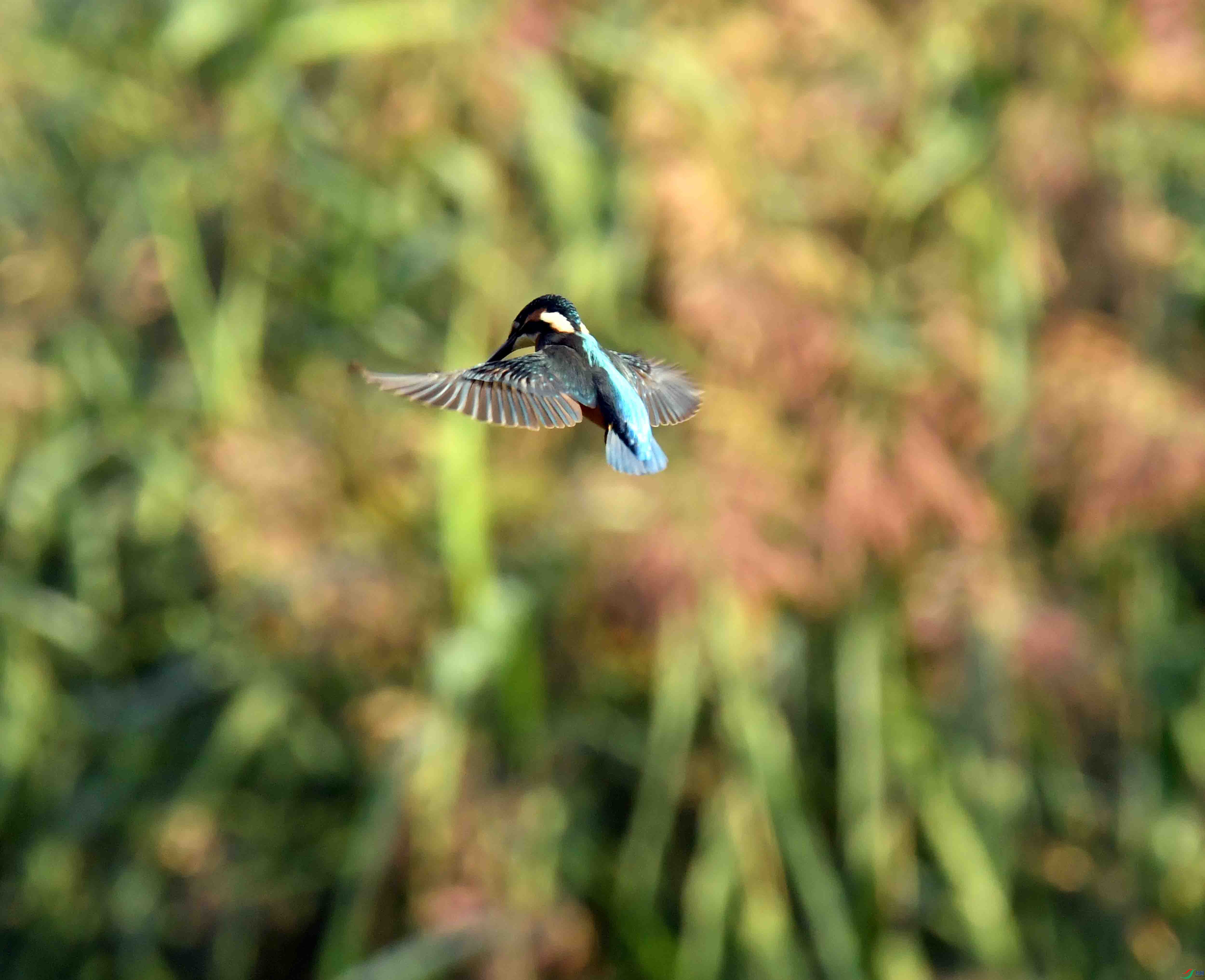 DSC_5175.JPG
