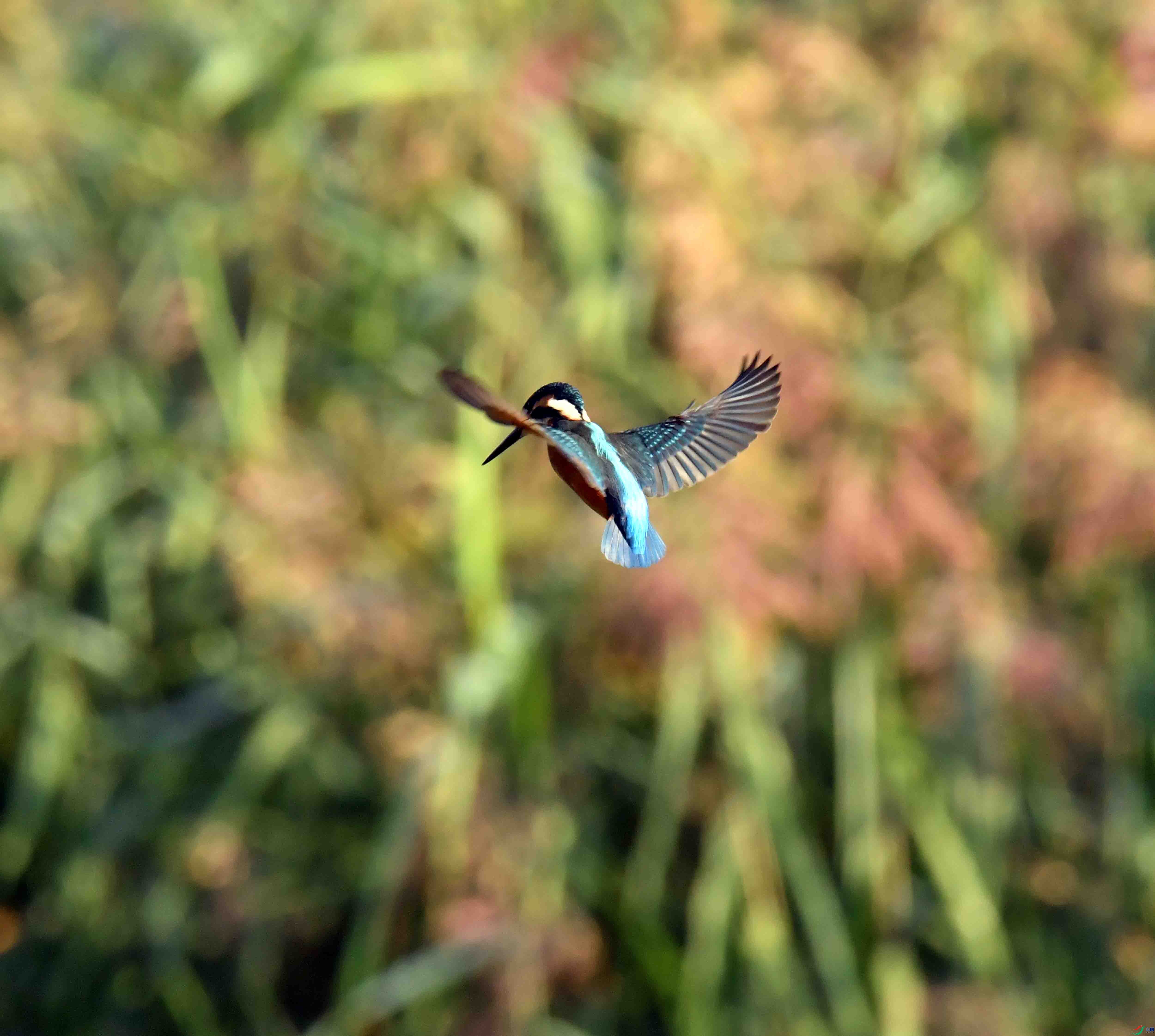DSC_5177.JPG