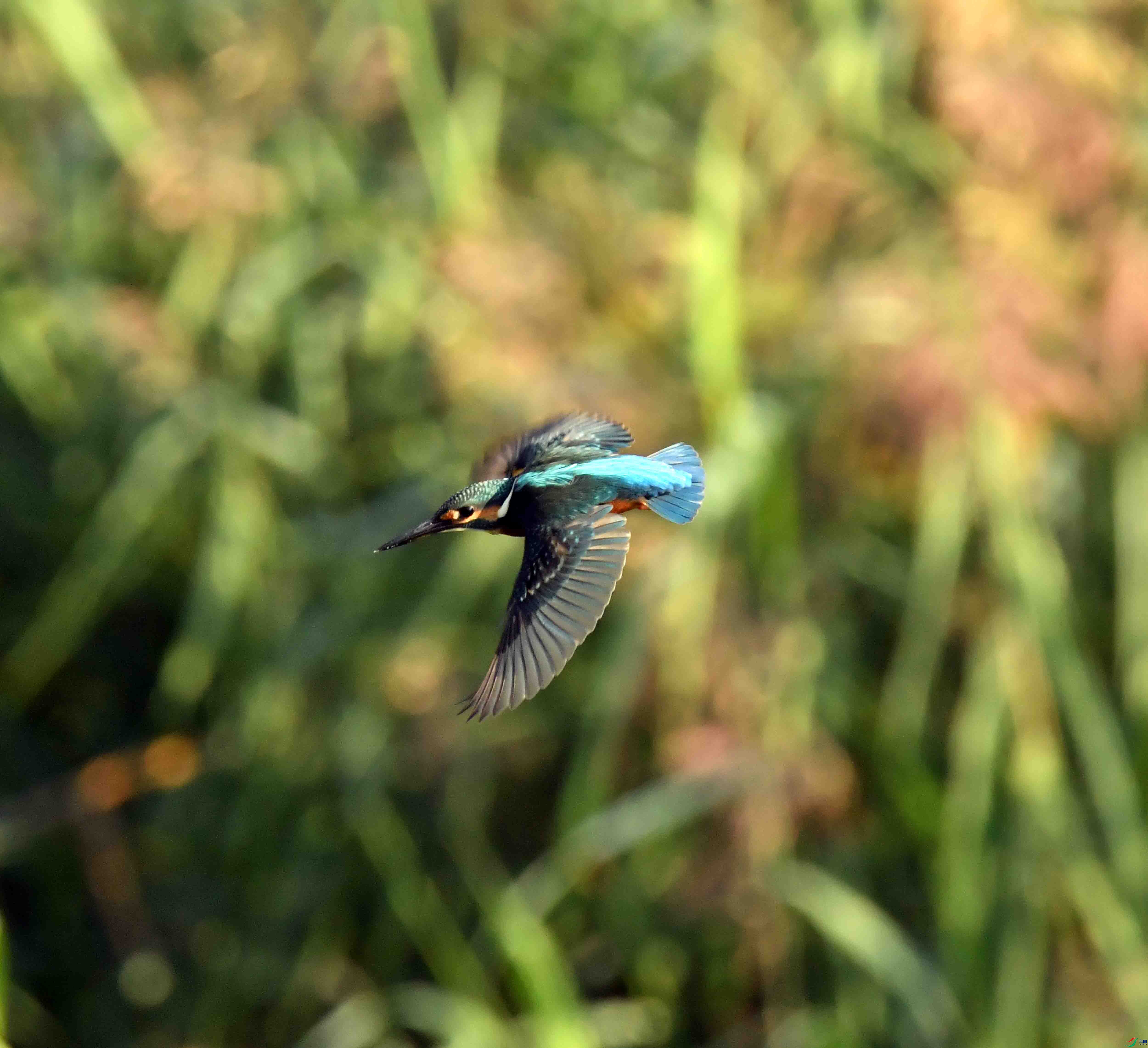 DSC_5182.JPG
