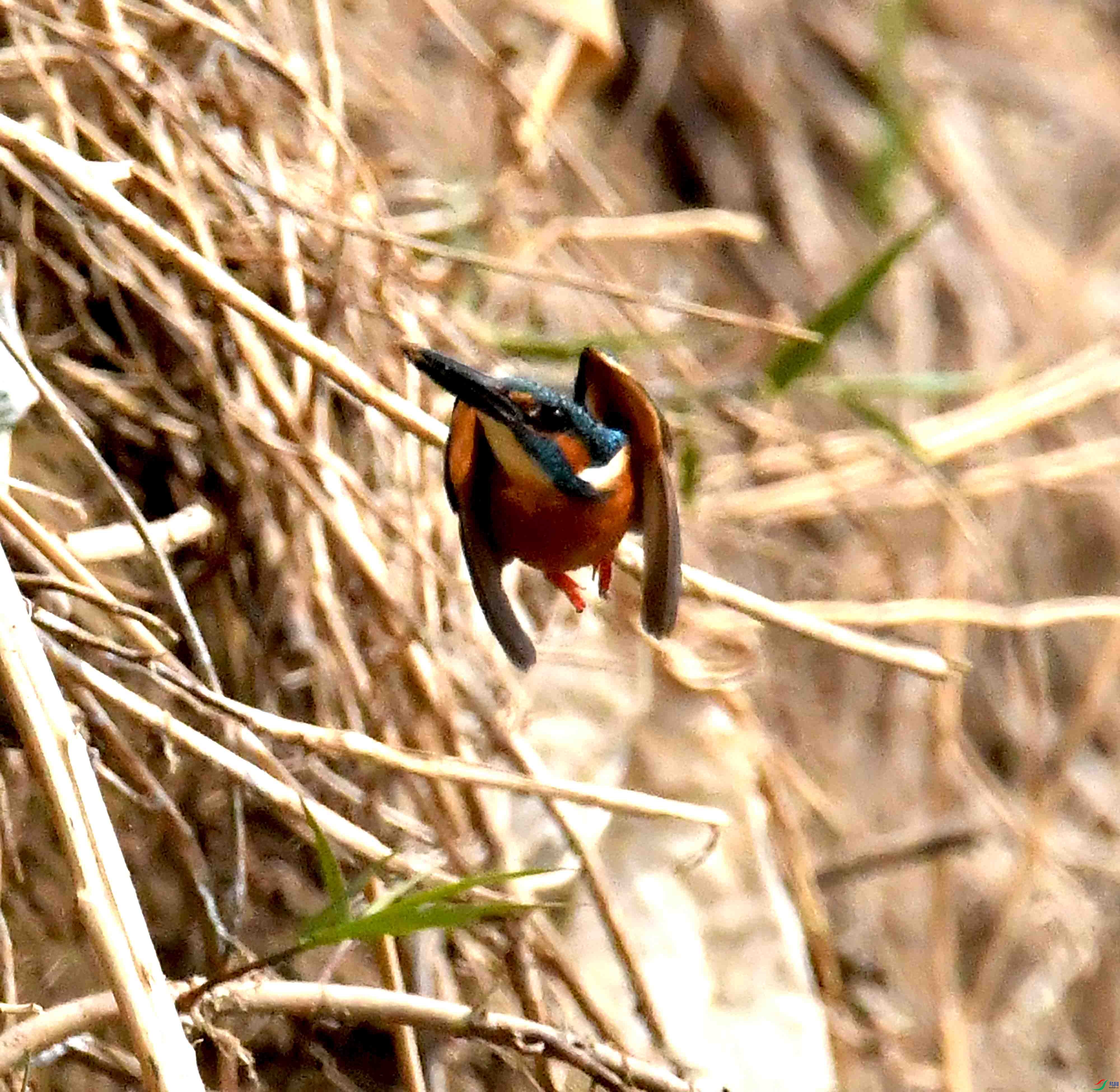 DSC_6586.JPG