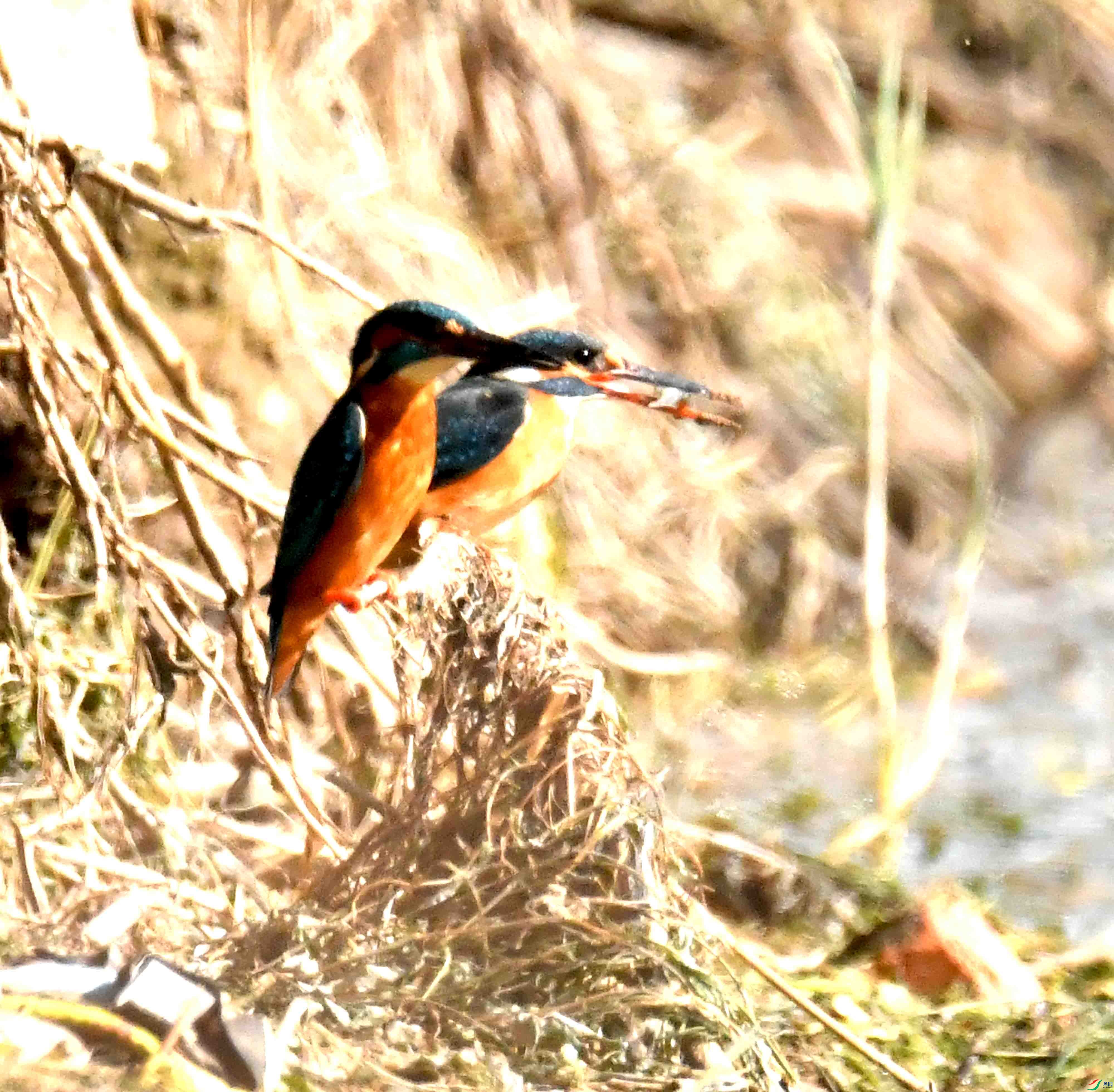 DSC_6727.JPG