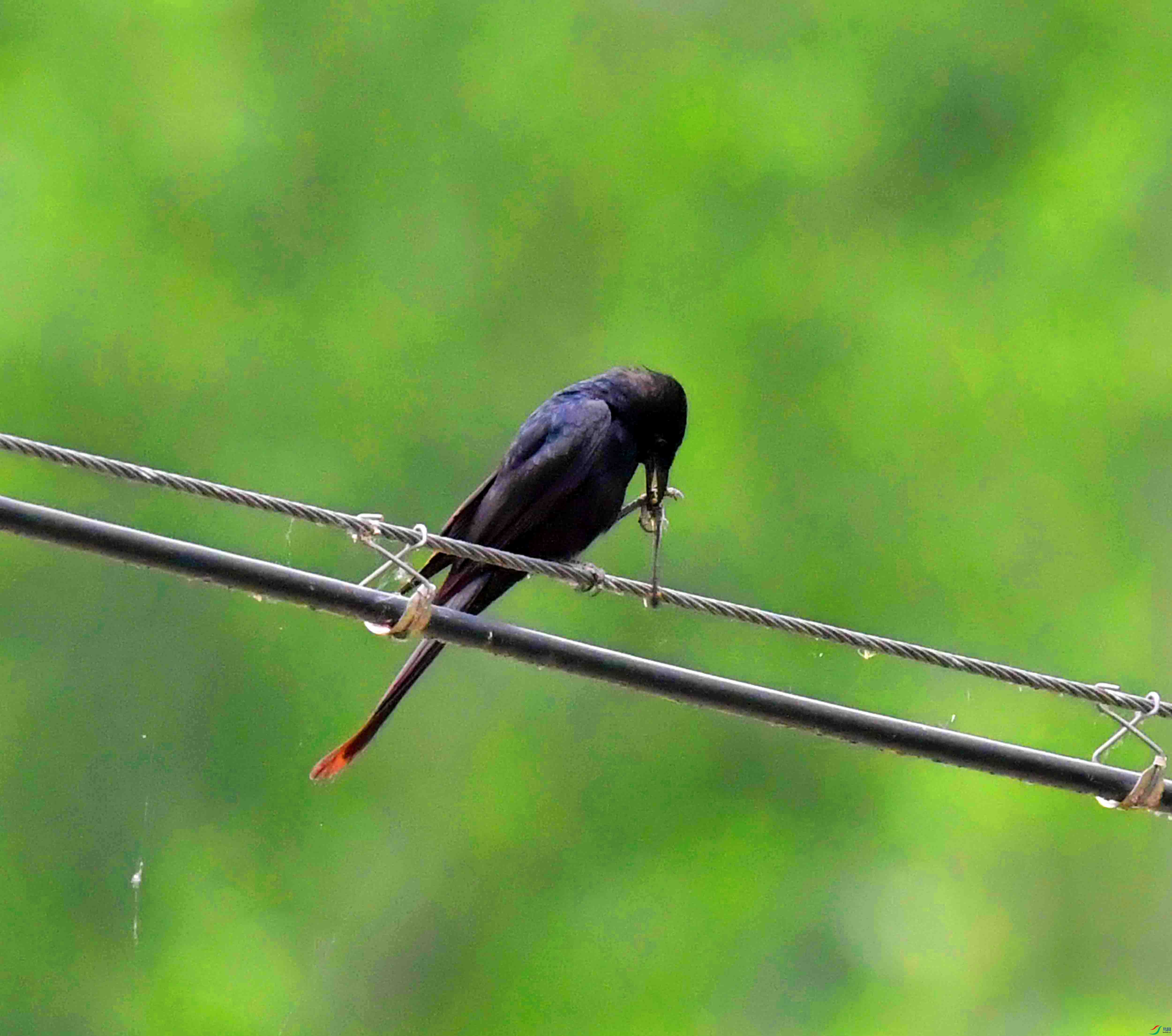 DSC_0918.JPG