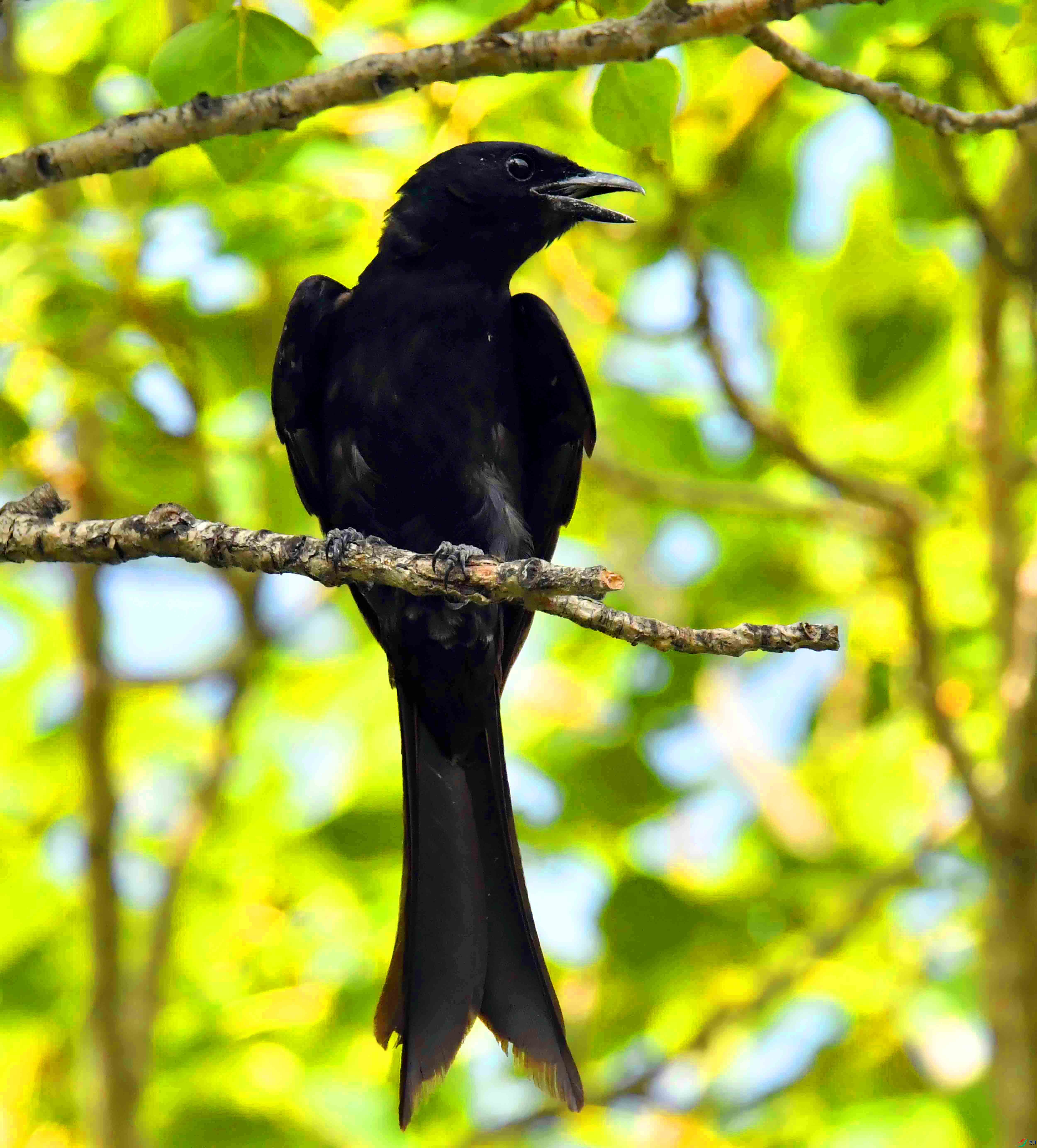 DSC_5921.JPG