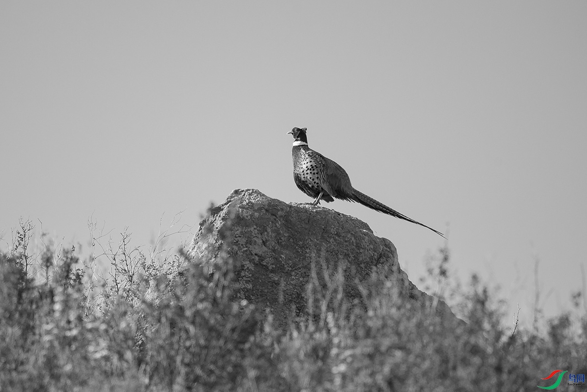 _DSC34540.jpg