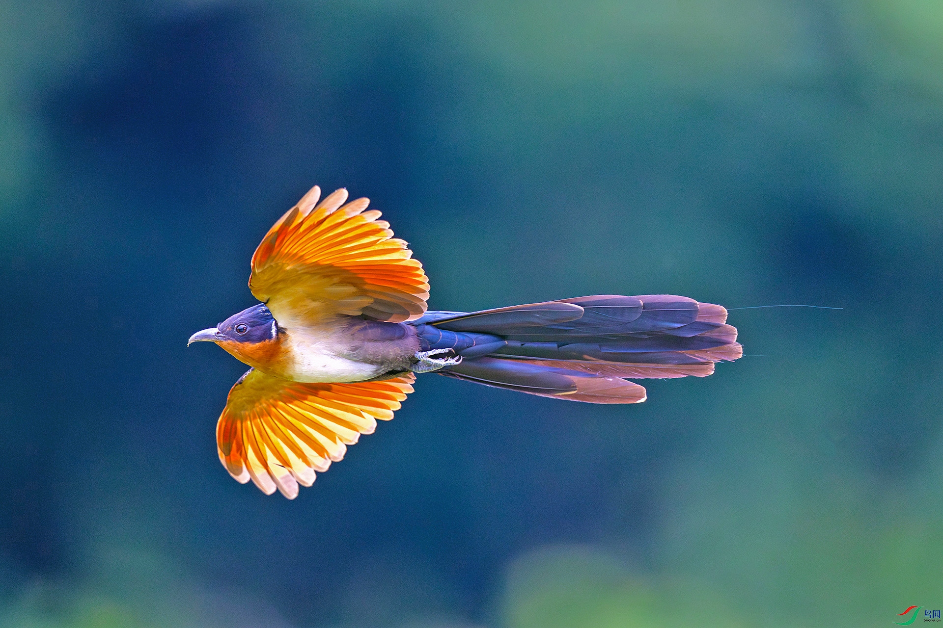 ����ͷ��