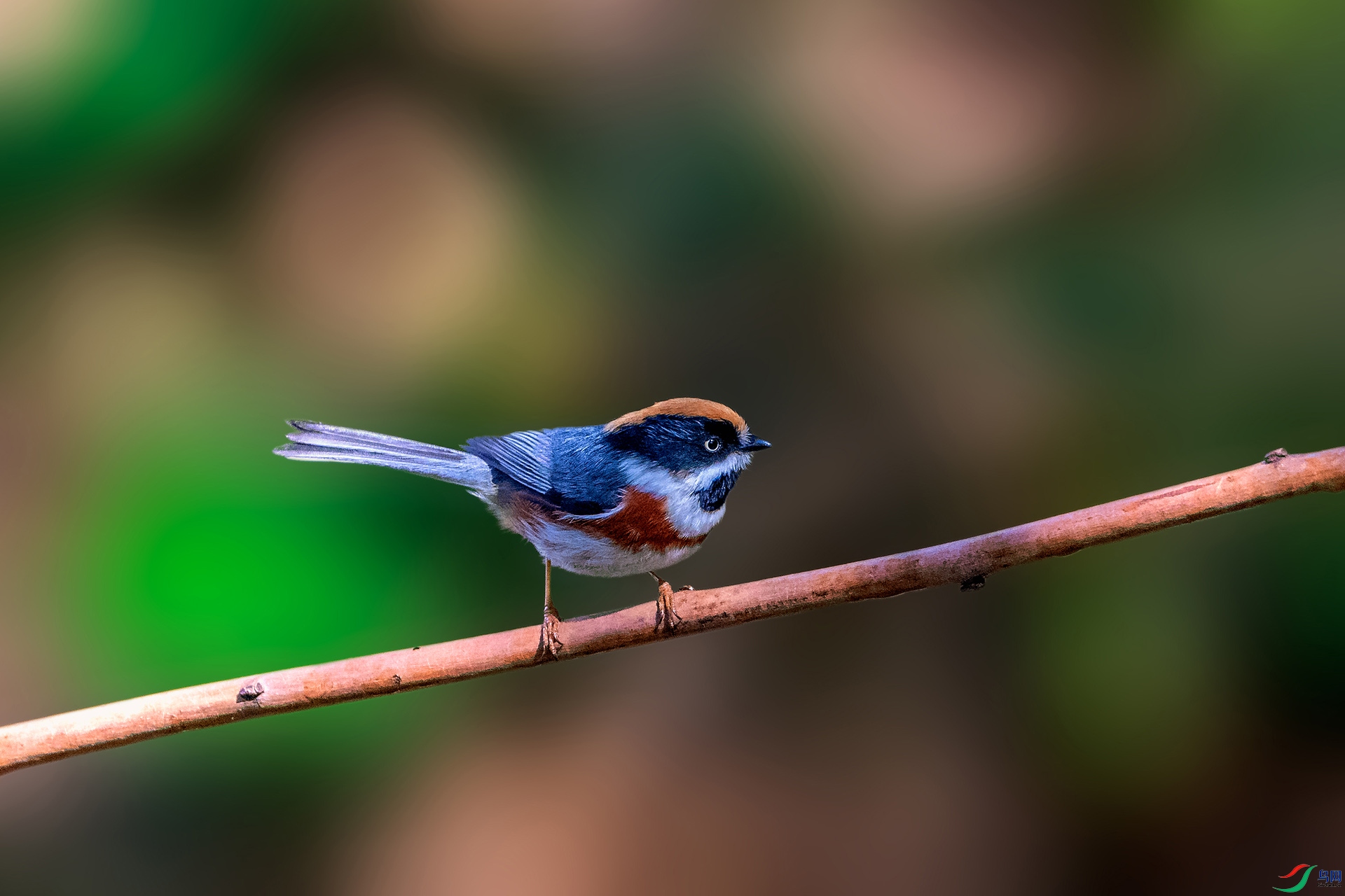 _AUU4213��ͷ��βɽȸ(24.2.17).jpg