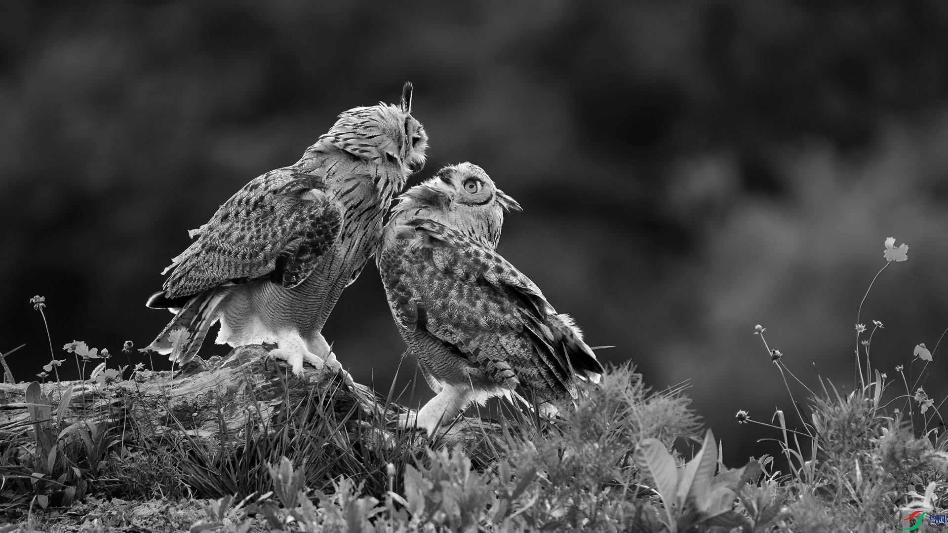 DSC_4759-20240817�� .jpg