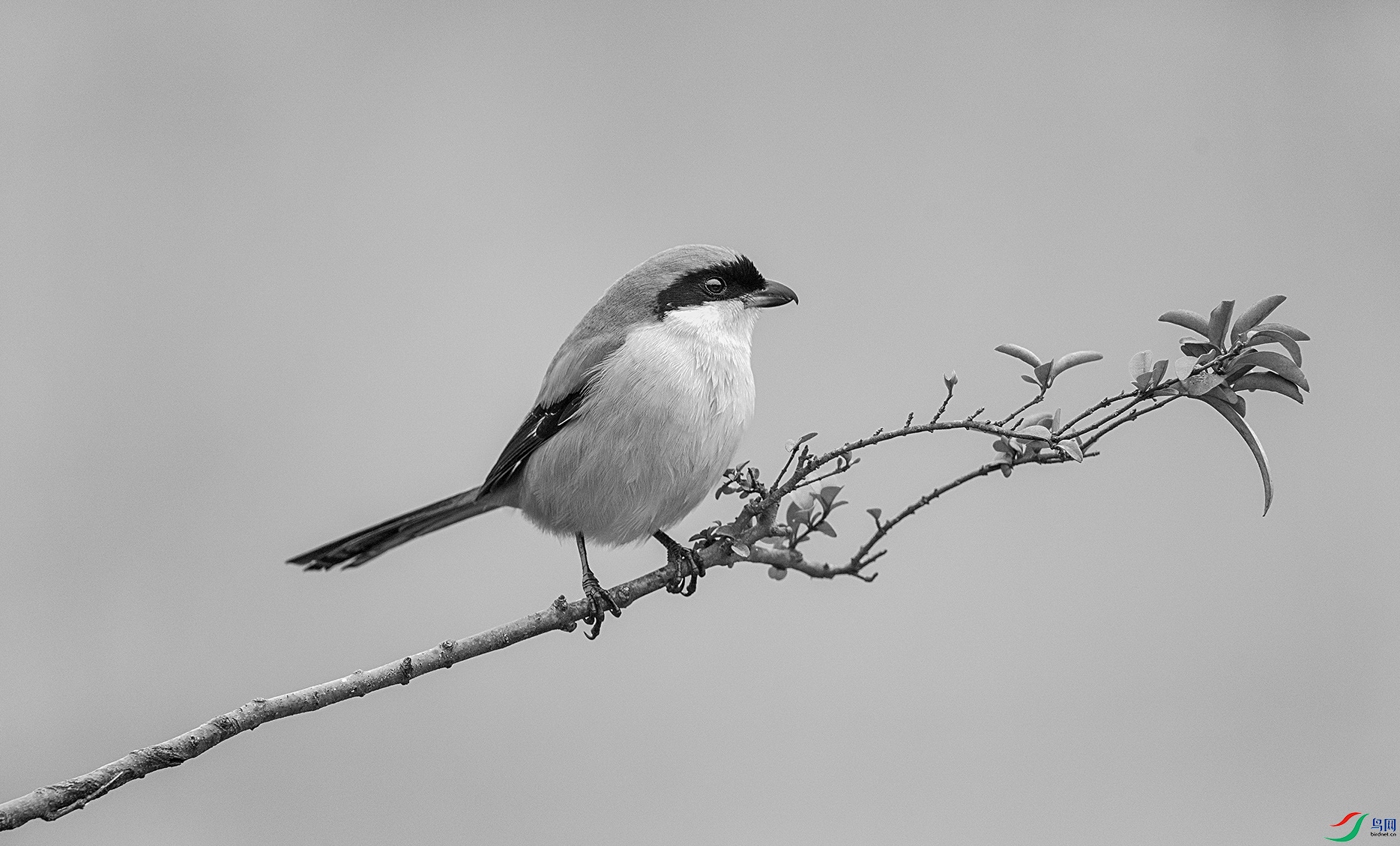 DSC_8061 ���� 2z.jpg