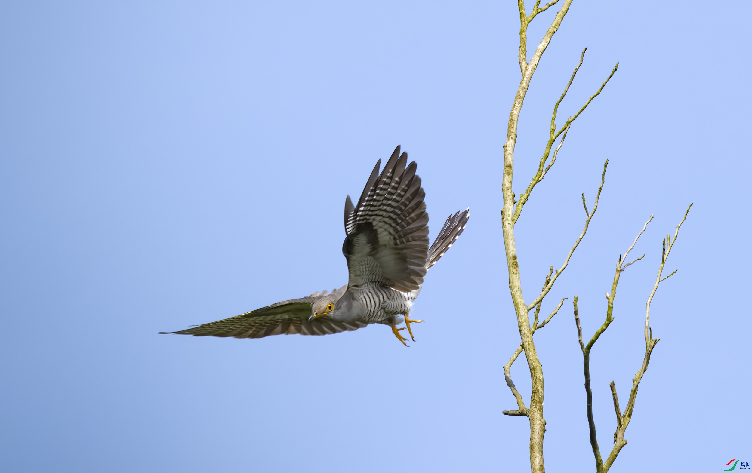 DSC_1605-DeNoiseAI-raw.jpg