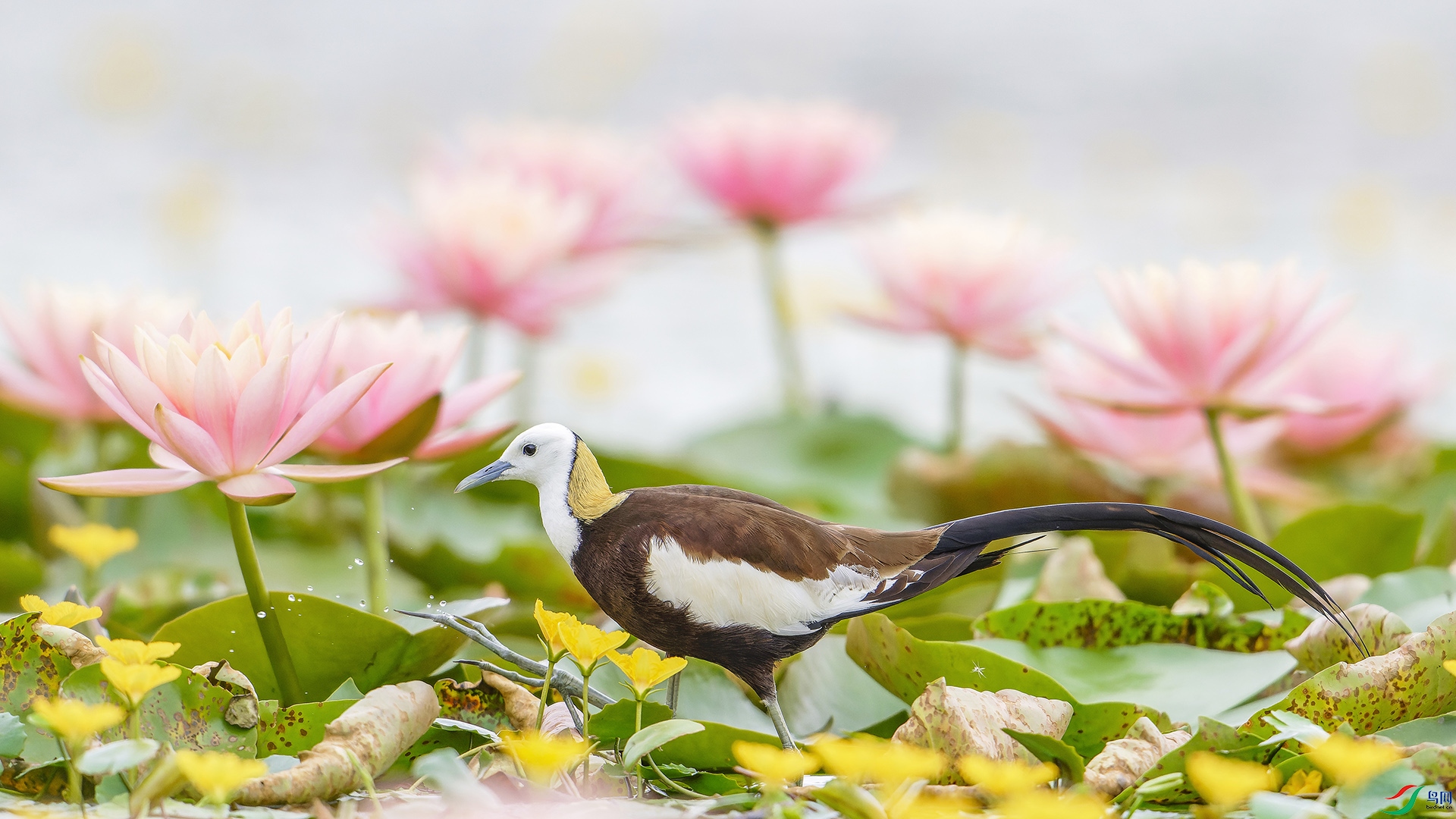 _DSC7416-NEF_DxO_DeepPRIME ����.jpg