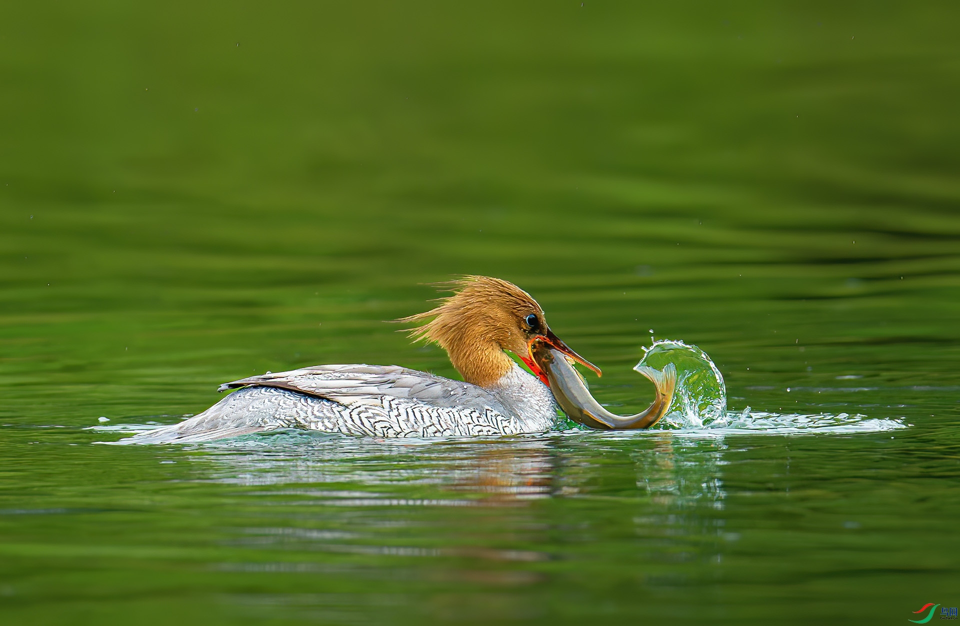 DSC_1437-1.jpg
