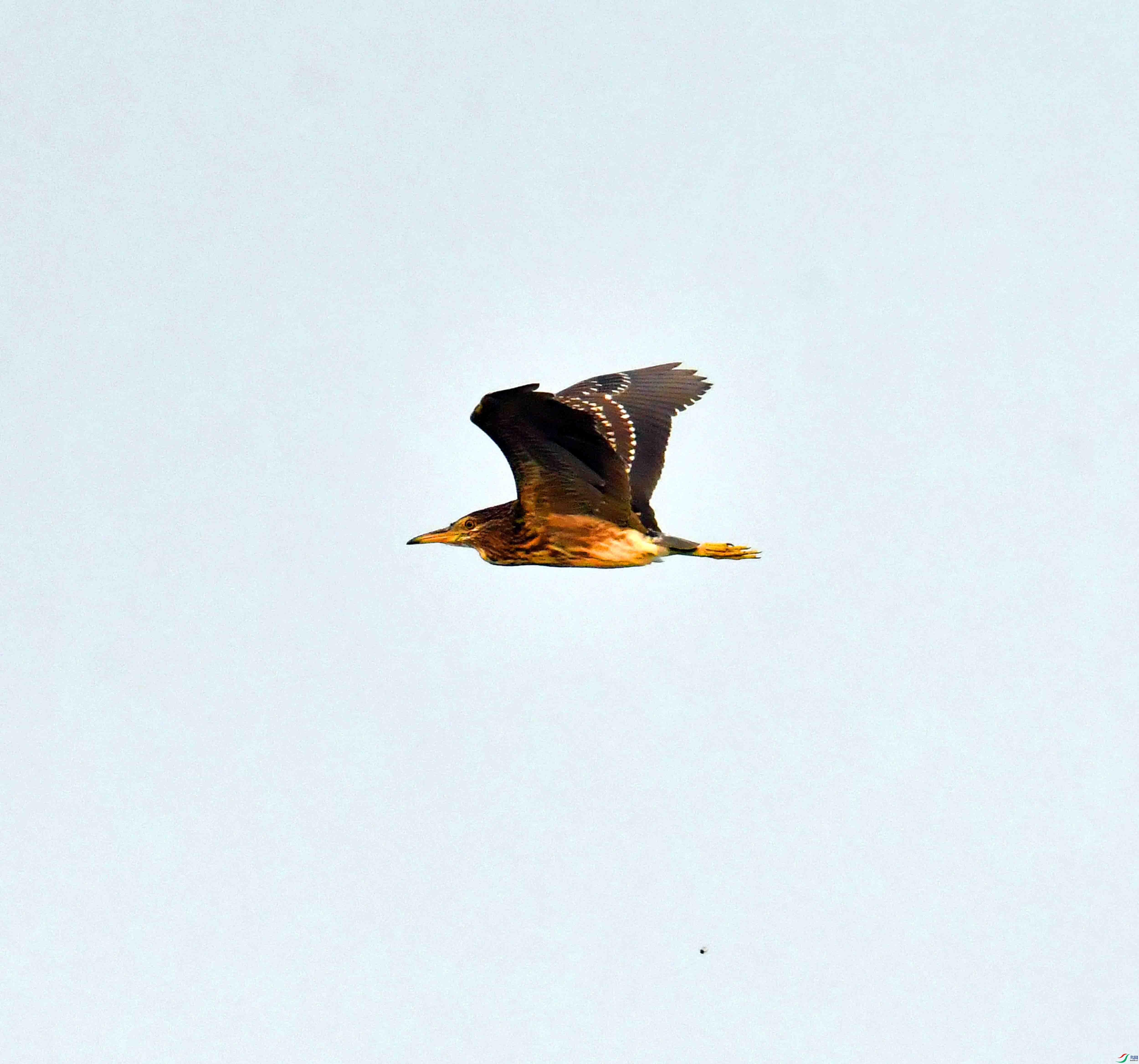 DSC_0718.JPG