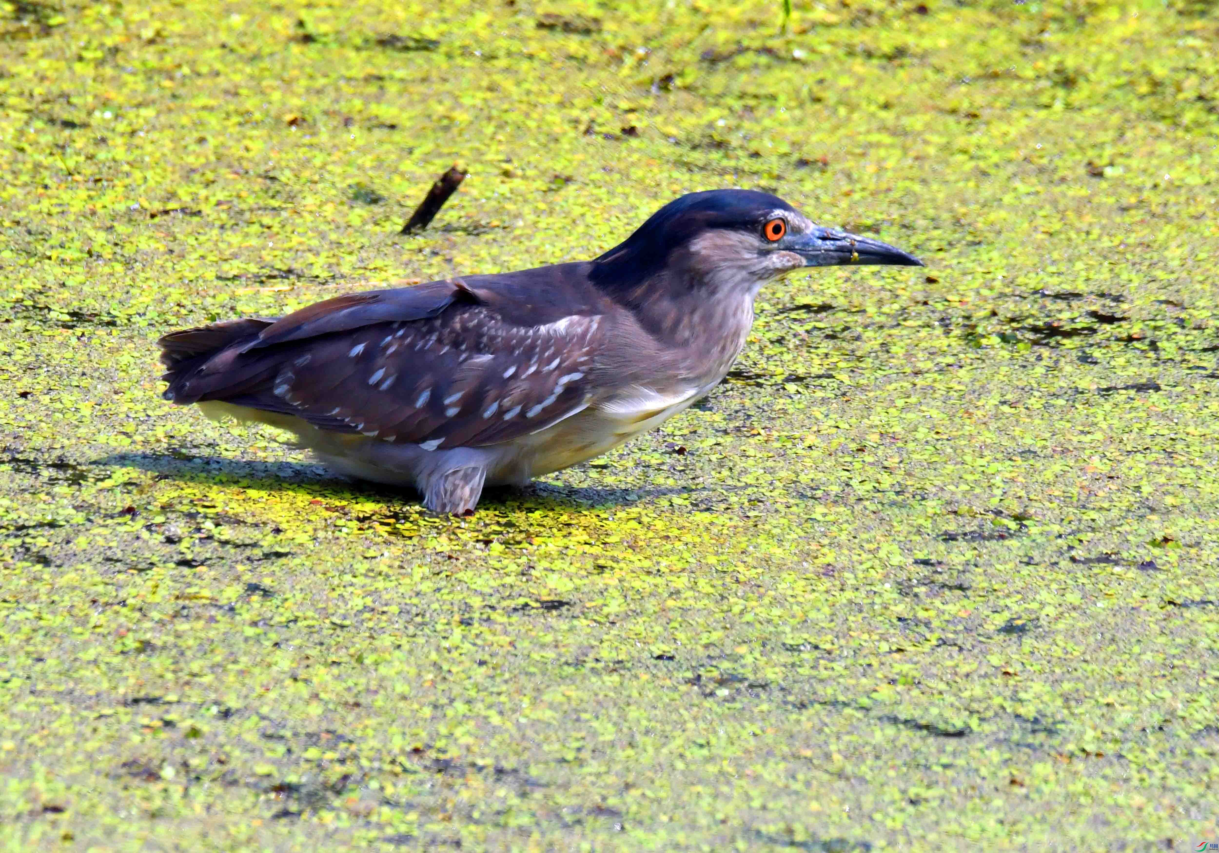 DSC_5123.JPG