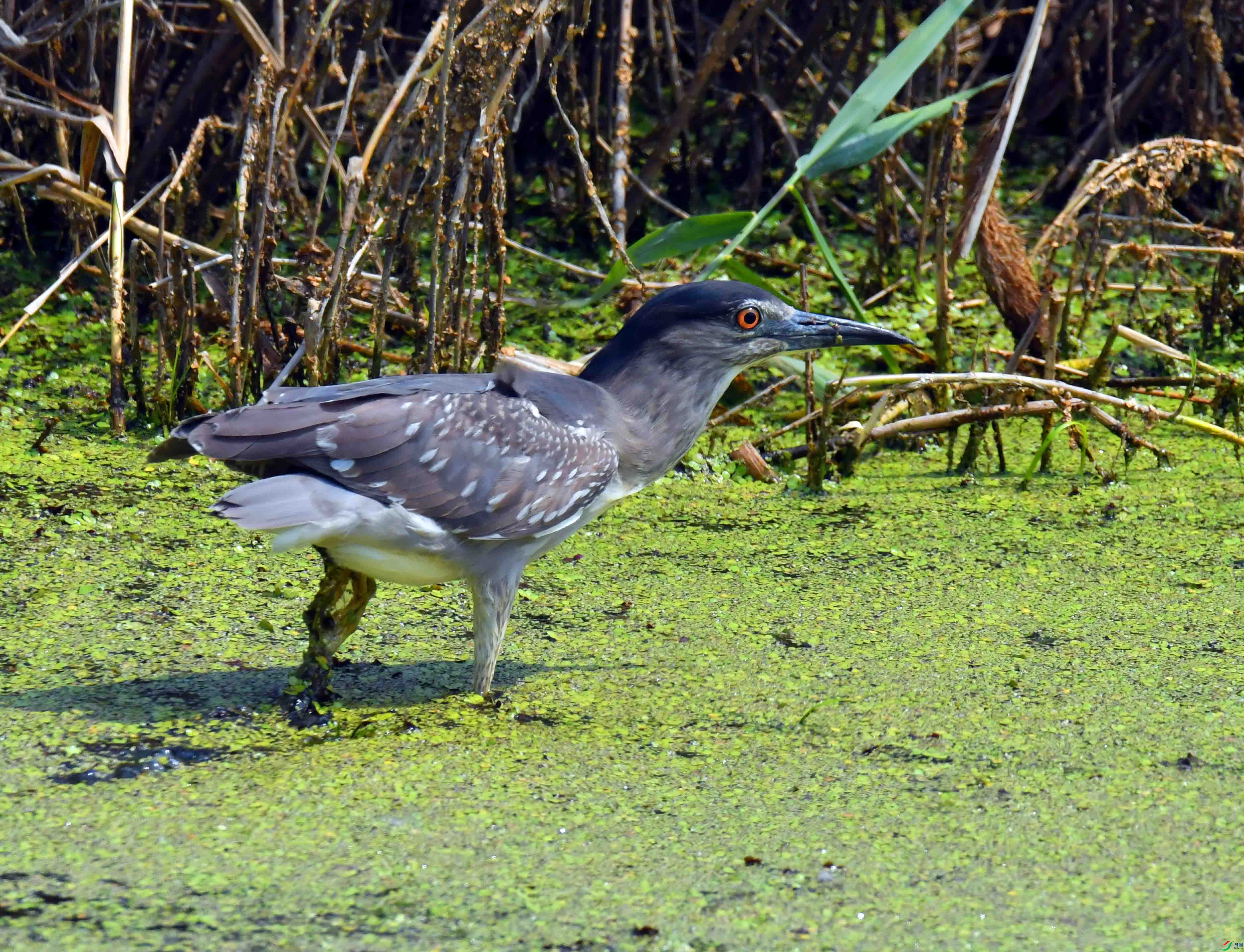 DSC_5127.JPG
