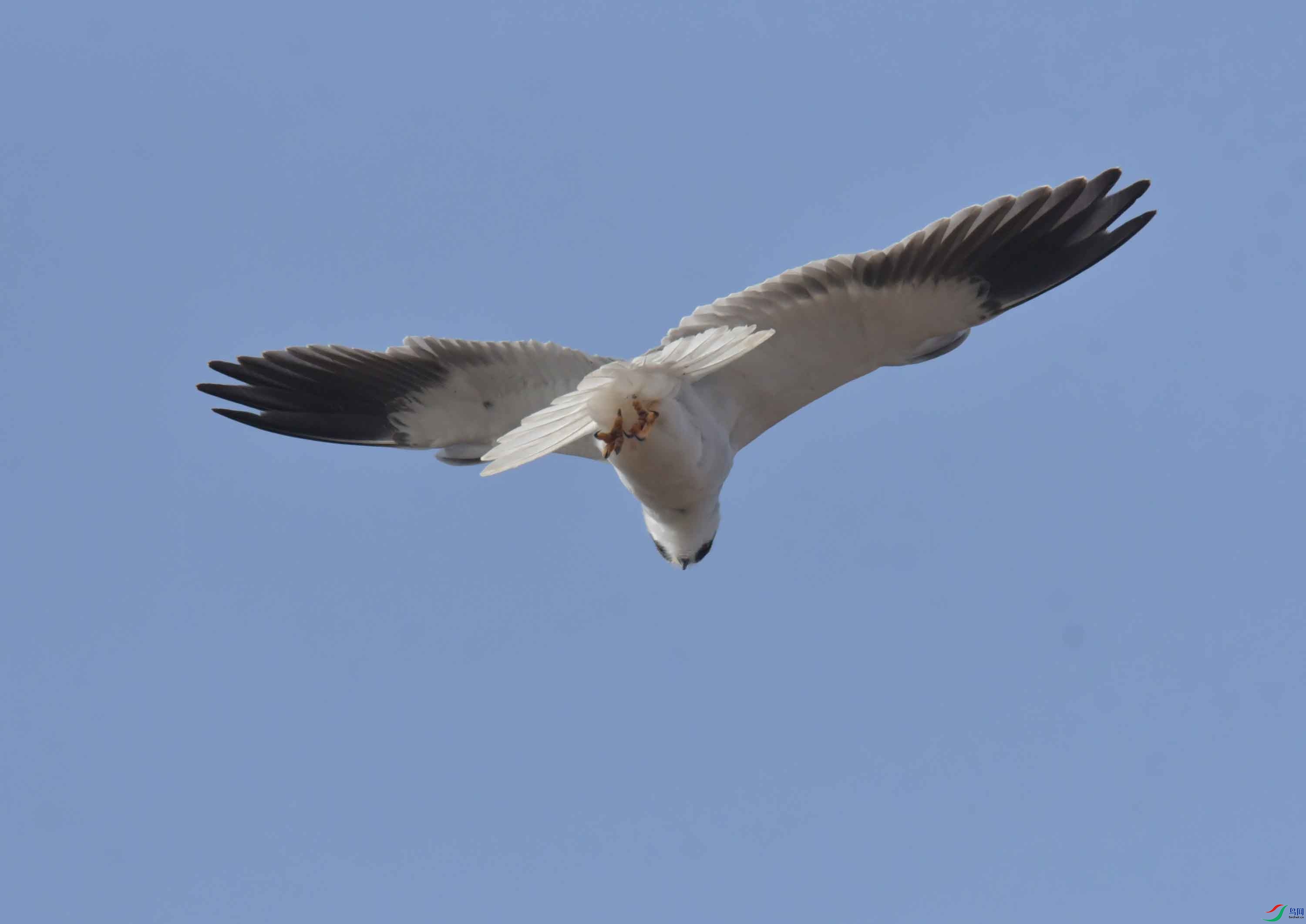 DSC_3798.JPG