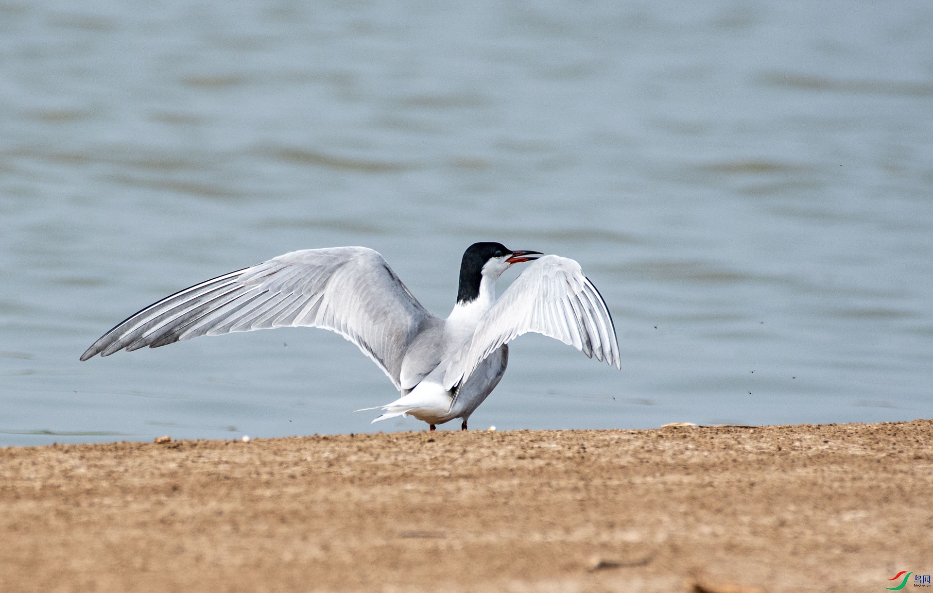 DSC_5436.jpg