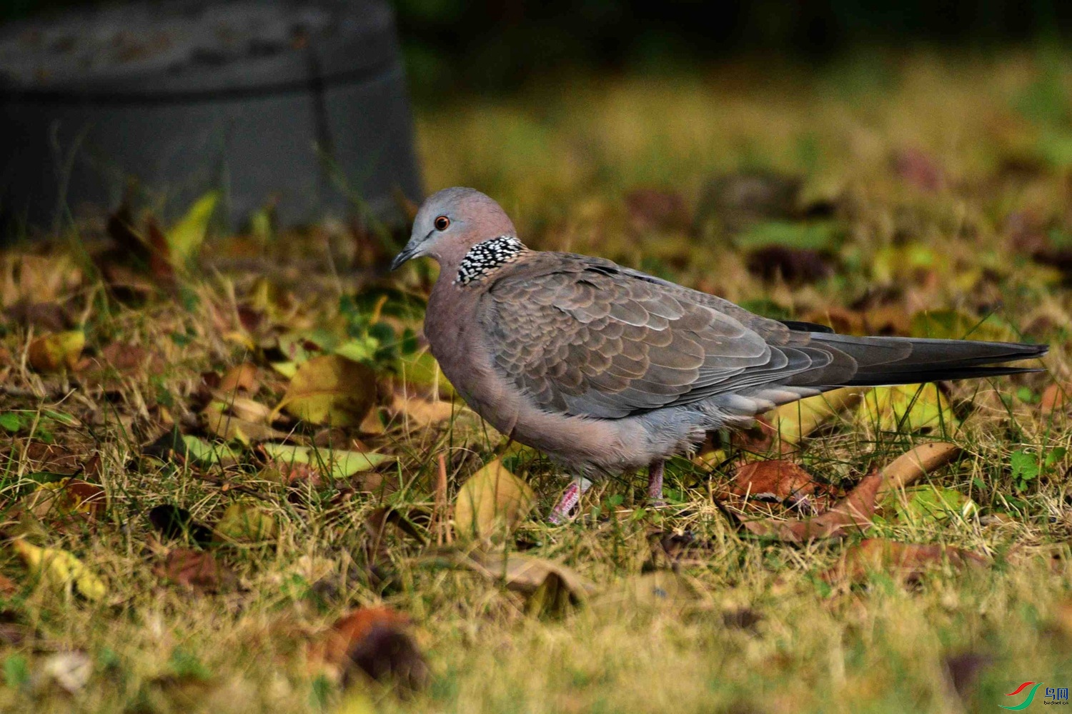DSC_7616.JPG