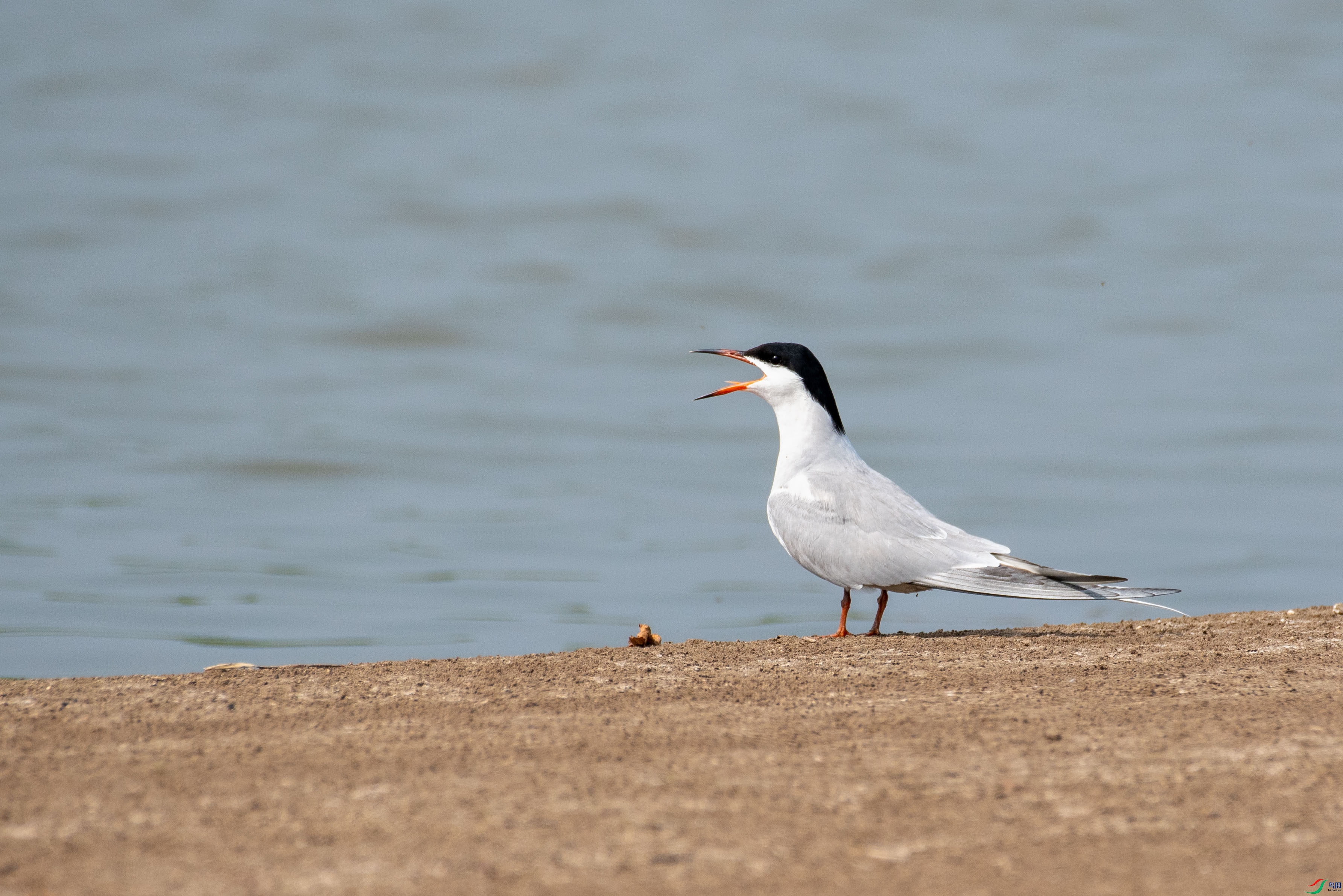DSC_5465.jpg