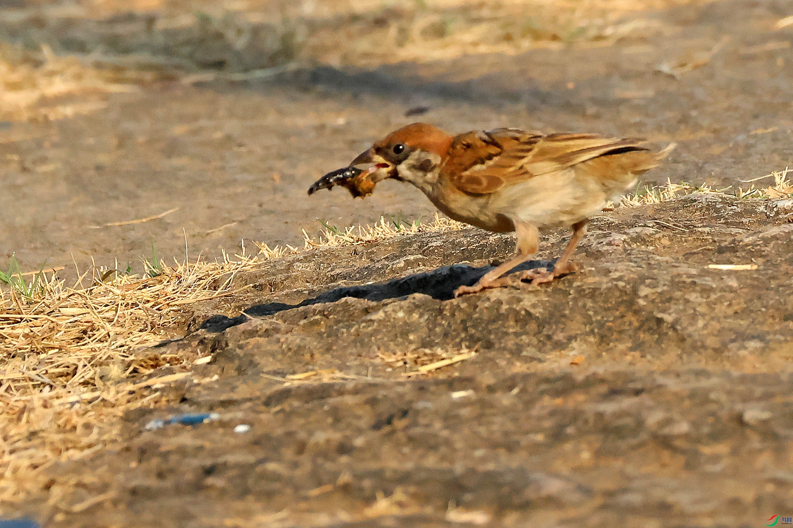 2G9A1237.JPG